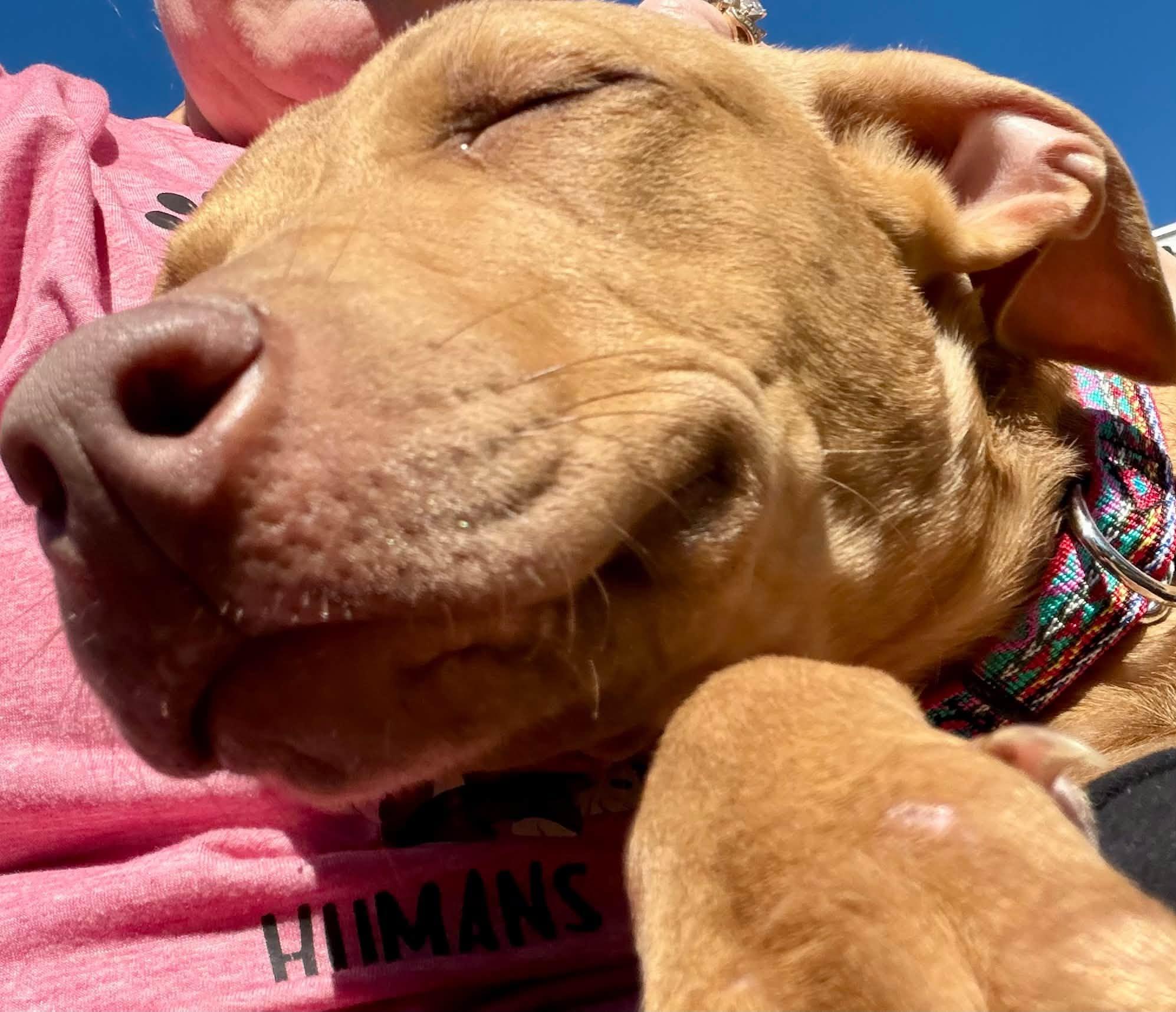 Enlarge Deon, a Adoptable Mixed Breed in Appleton, WI image 3/4