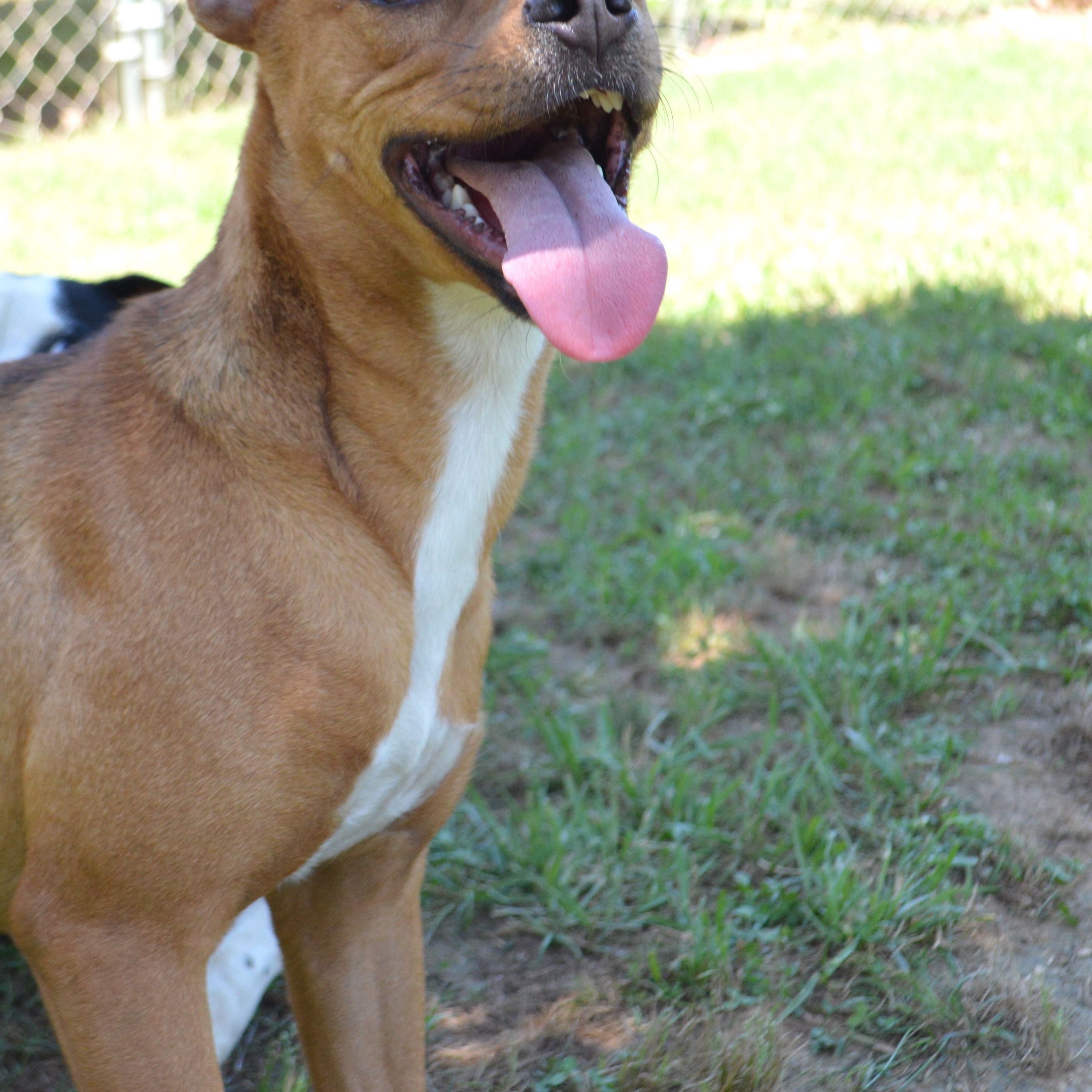 Tani, a Adoptable mixed breed in Athens, AL image 6/6