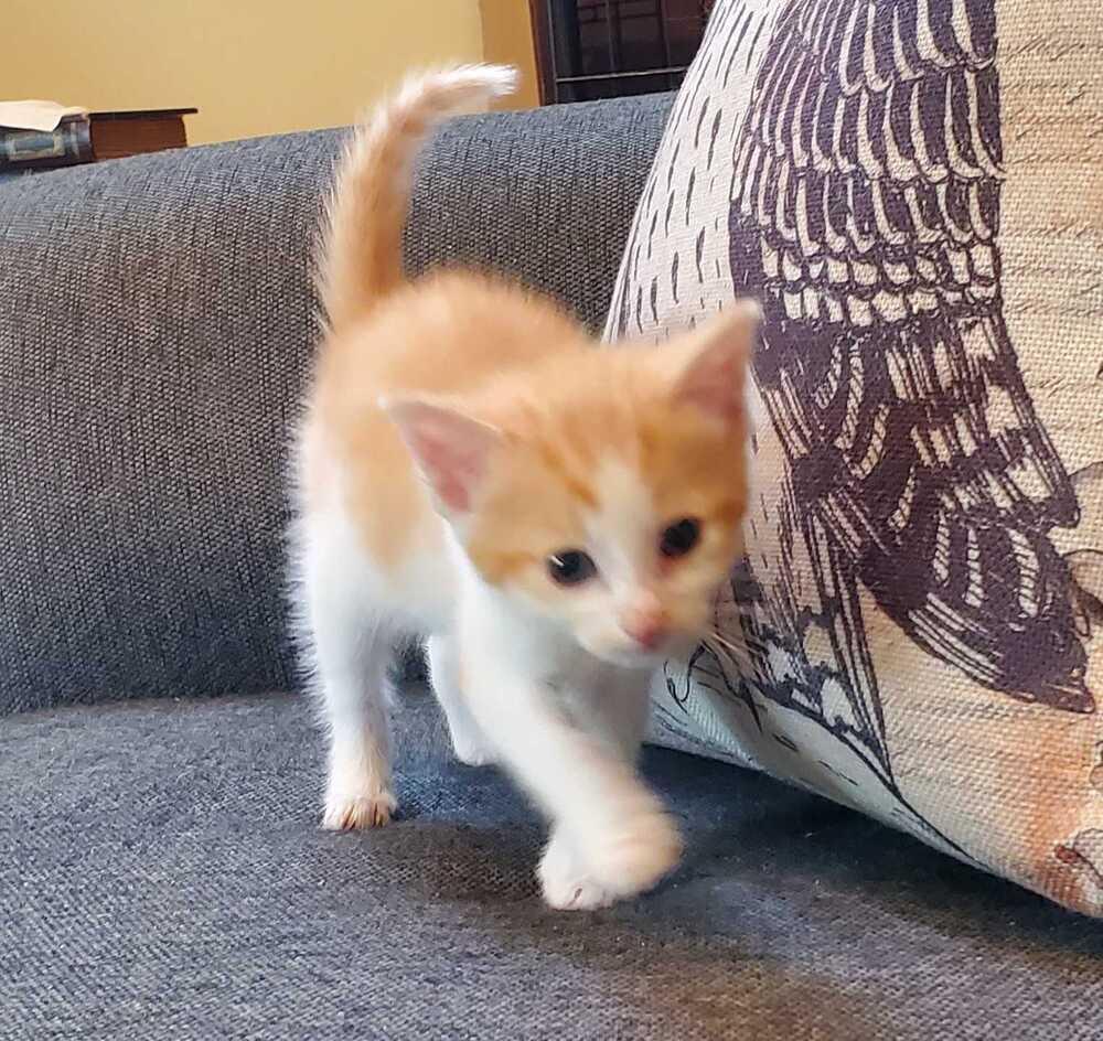 Butterfinger, Adoptable, Kitten Male Domestic Short Hair.
