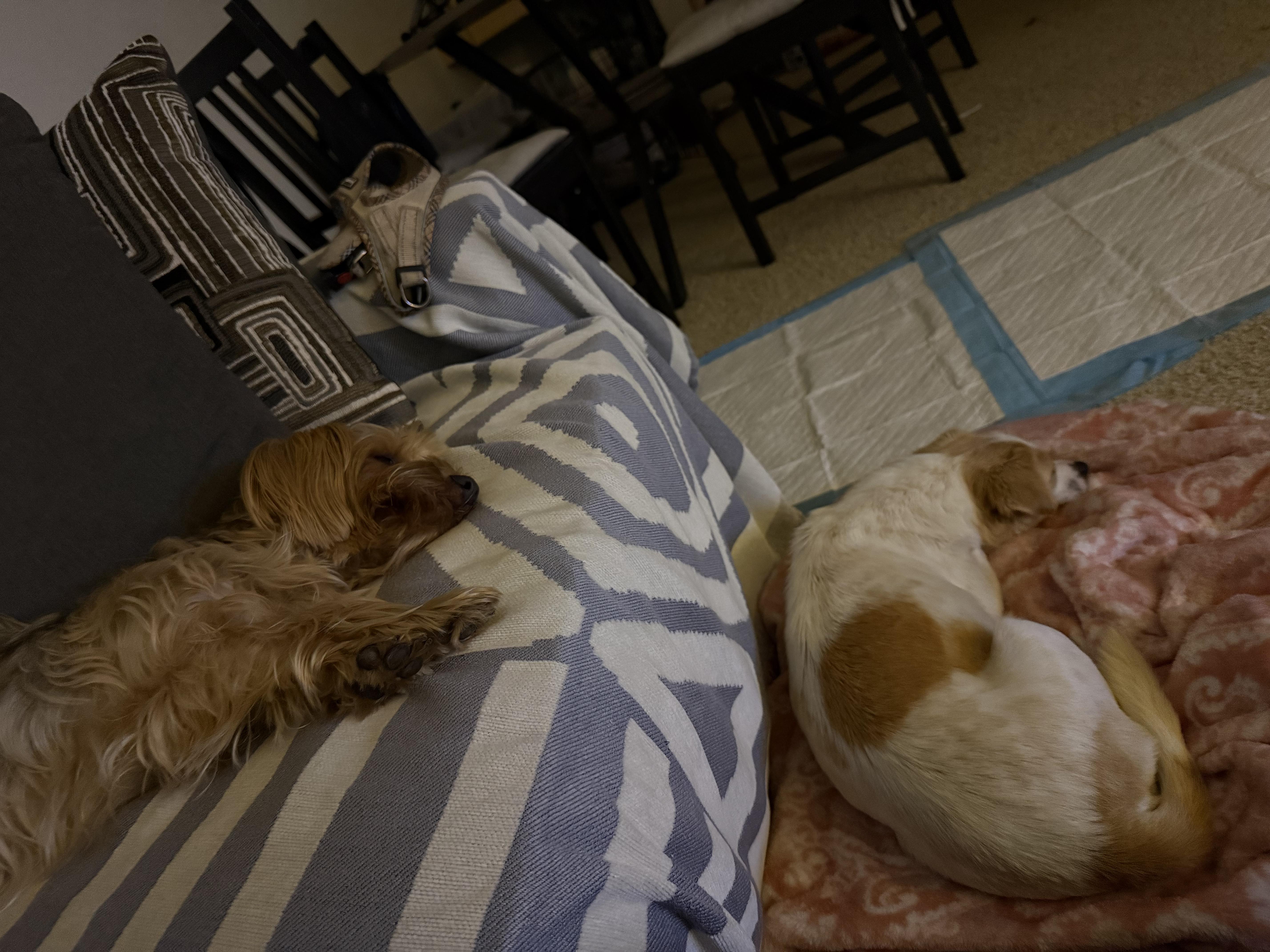 Enlarge Audrey Hepburn, a ADOPTABLE mixed breed in West Hollywood, CA image 5/5