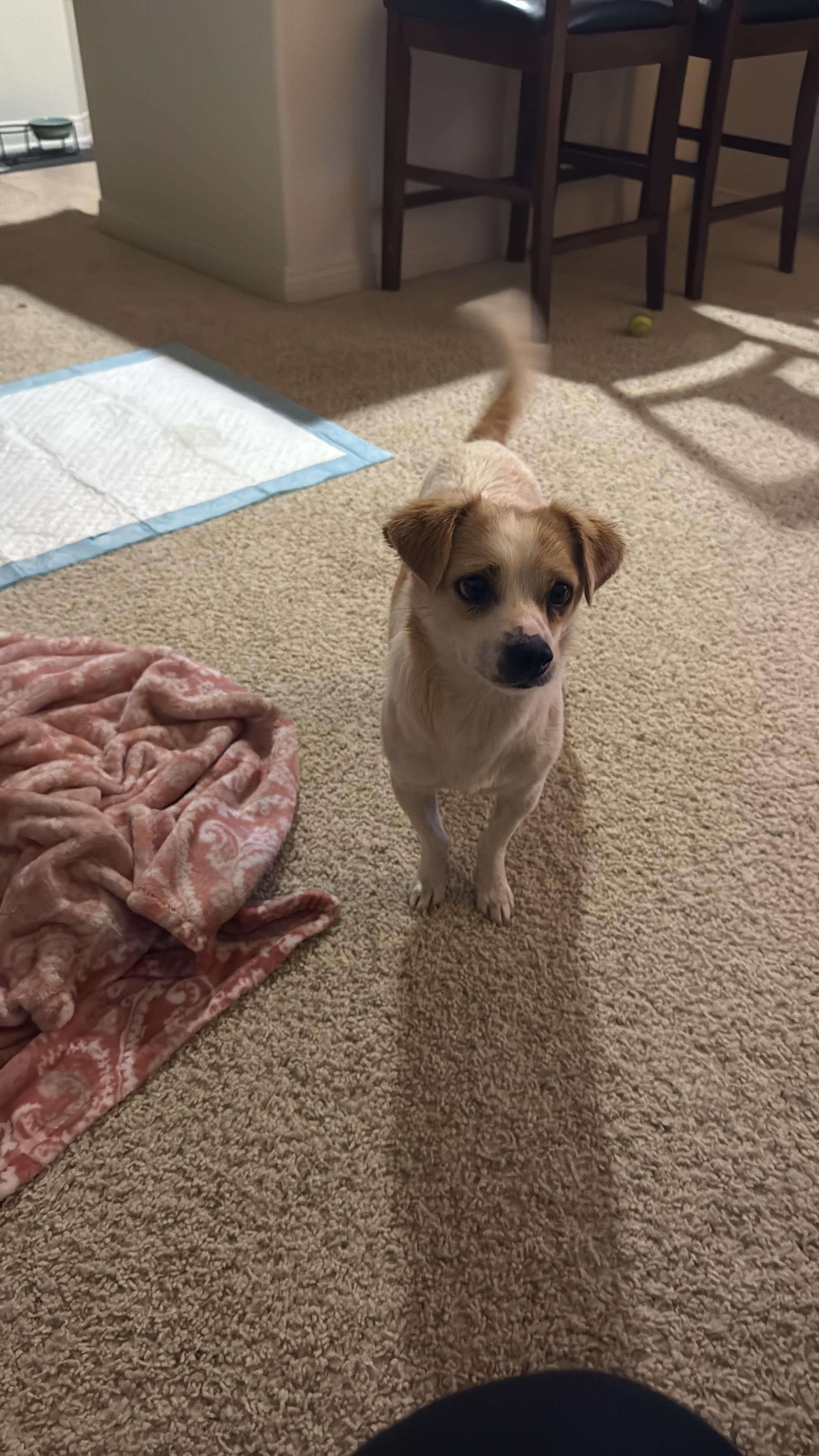 Enlarge Audrey Hepburn, a ADOPTABLE mixed breed in West Hollywood, CA image 3/5