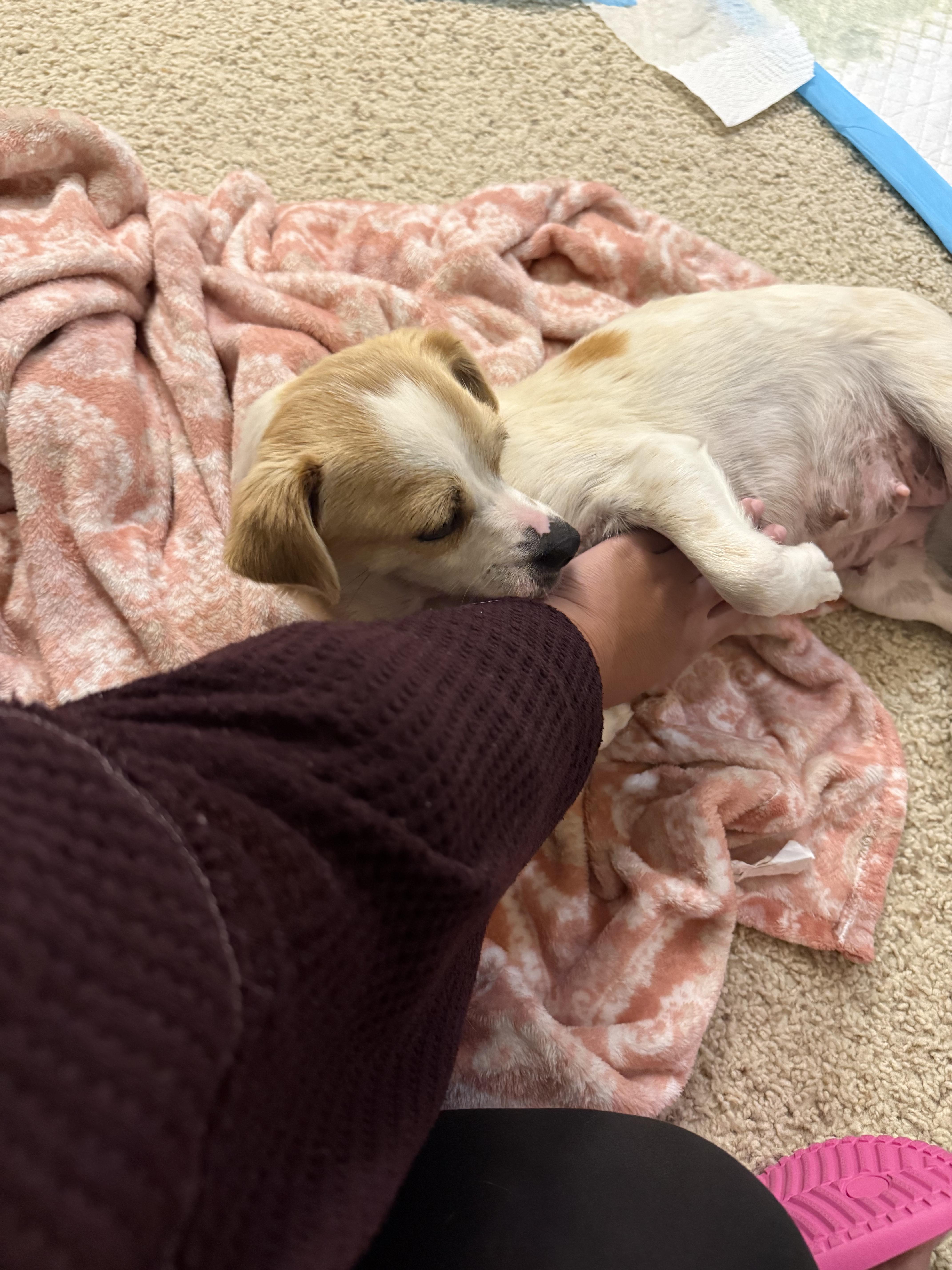 Enlarge Audrey Hepburn, a ADOPTABLE mixed breed in West Hollywood, CA image 4/5