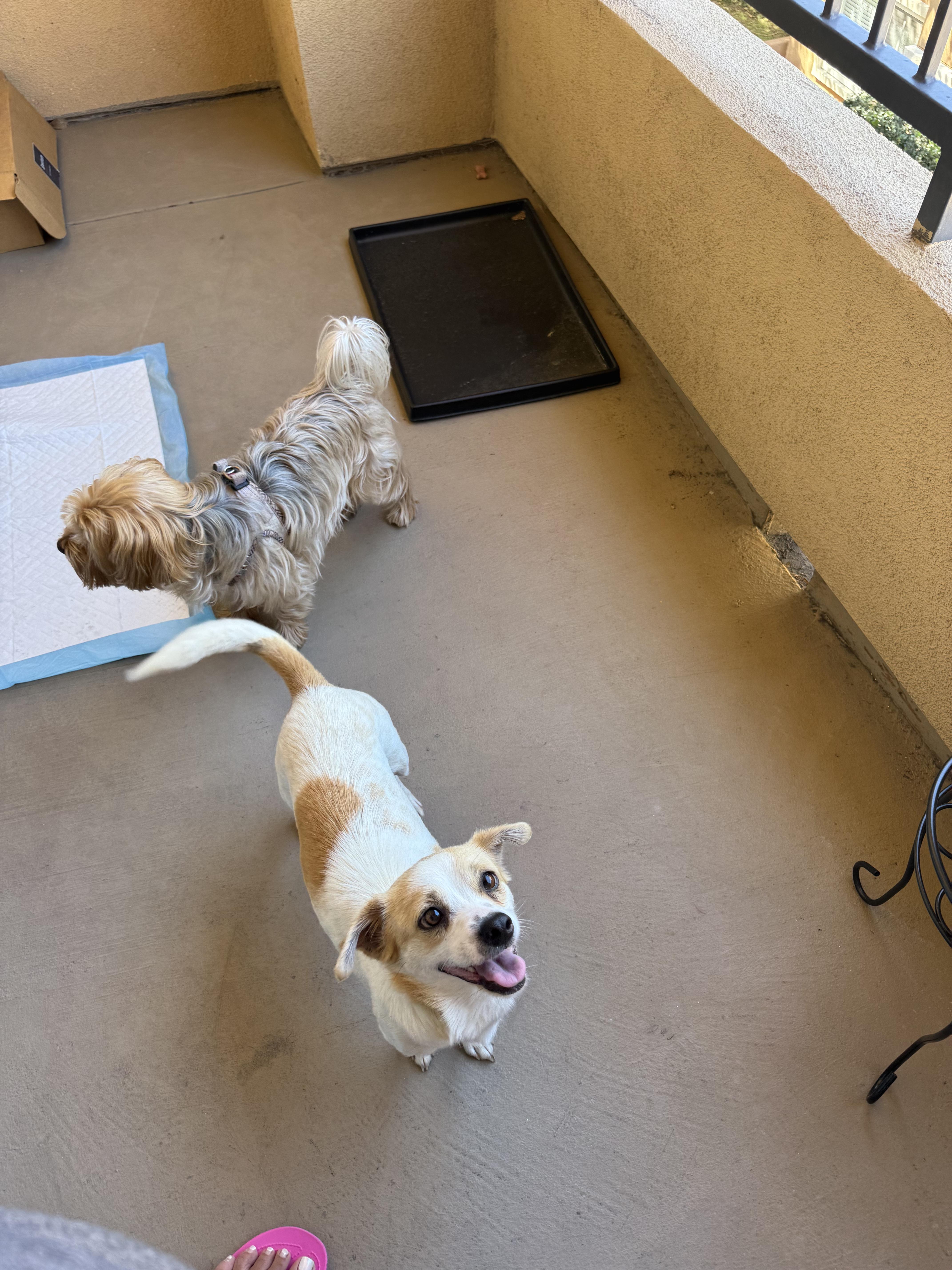 Enlarge Audrey Hepburn, a ADOPTABLE mixed breed in West Hollywood, CA image 2/5