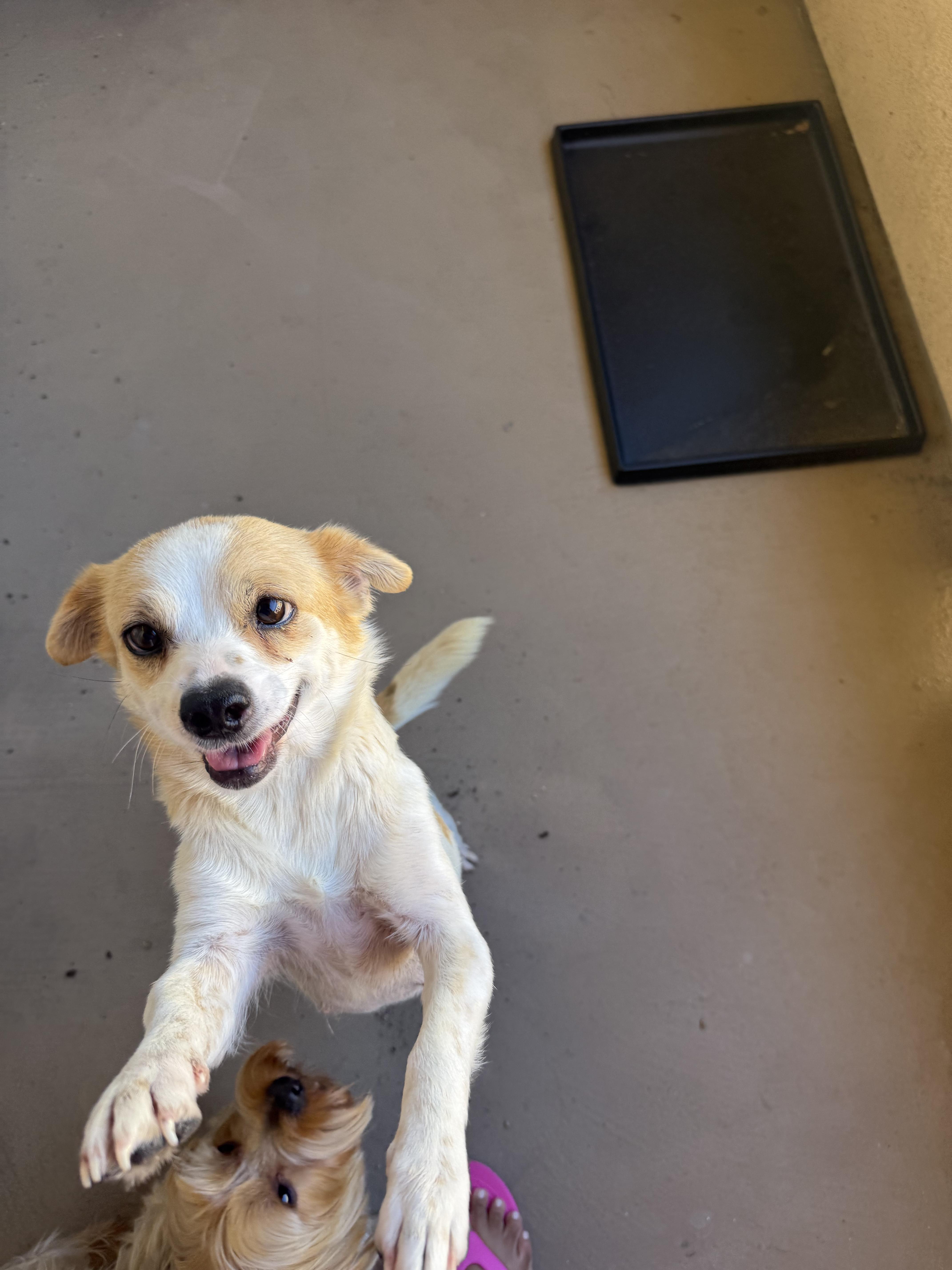 Audrey Hepburn, ADOPTABLE, Young Female Chihuahua.