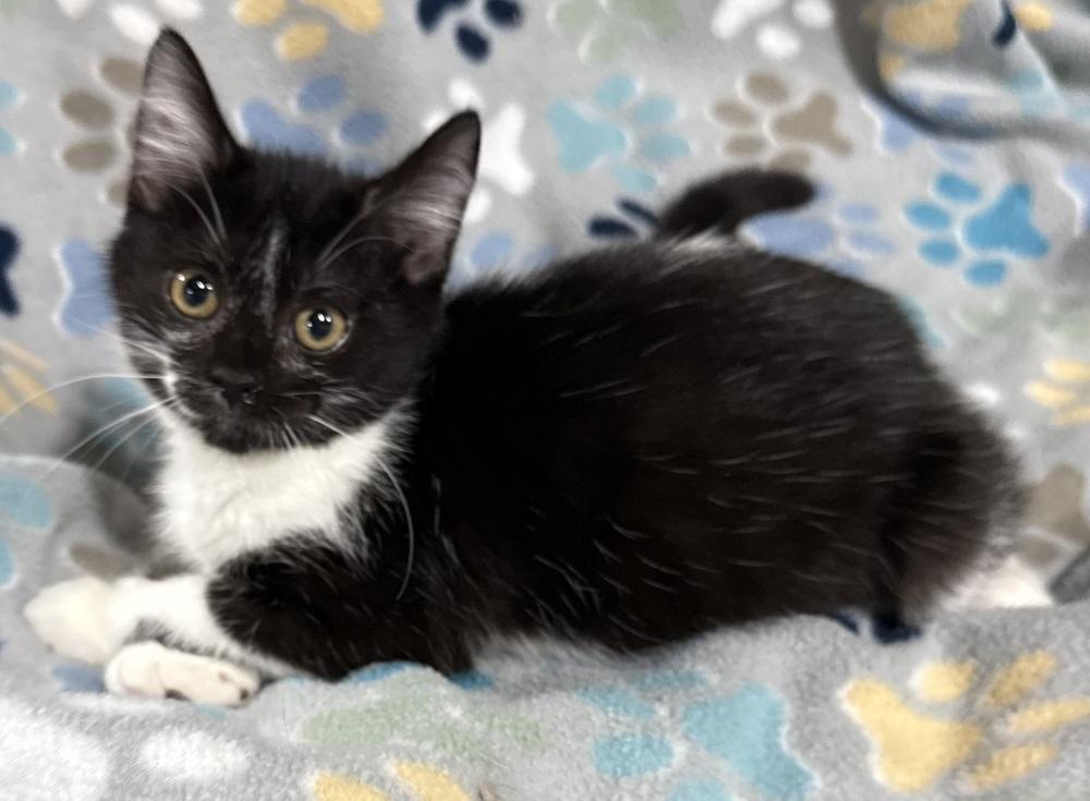 Secret, Adoptable, Kitten Female Domestic Short Hair.