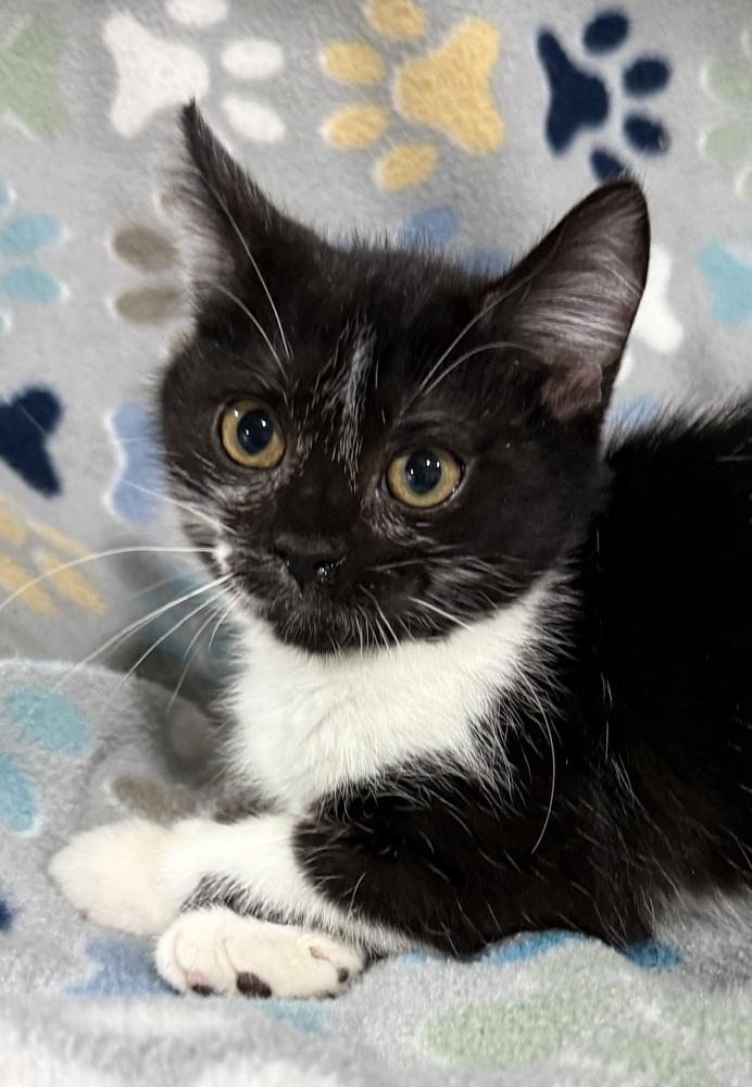 Secret, a Adoptable mixed breed in Jackson, GA image 2/6