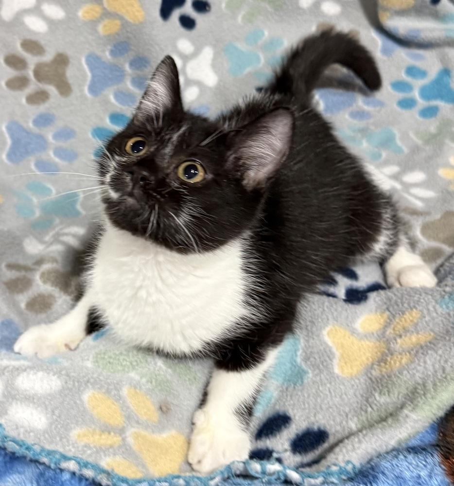 Secret, a Adoptable mixed breed in Jackson, GA image 3/6