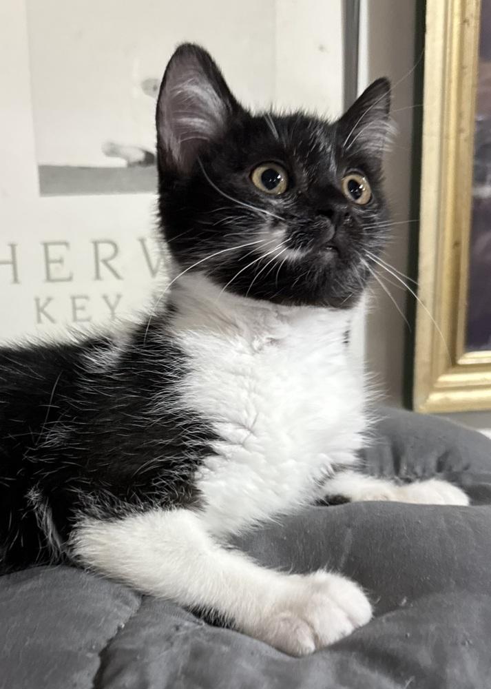 Secret, a Adoptable mixed breed in Jackson, GA image 4/6
