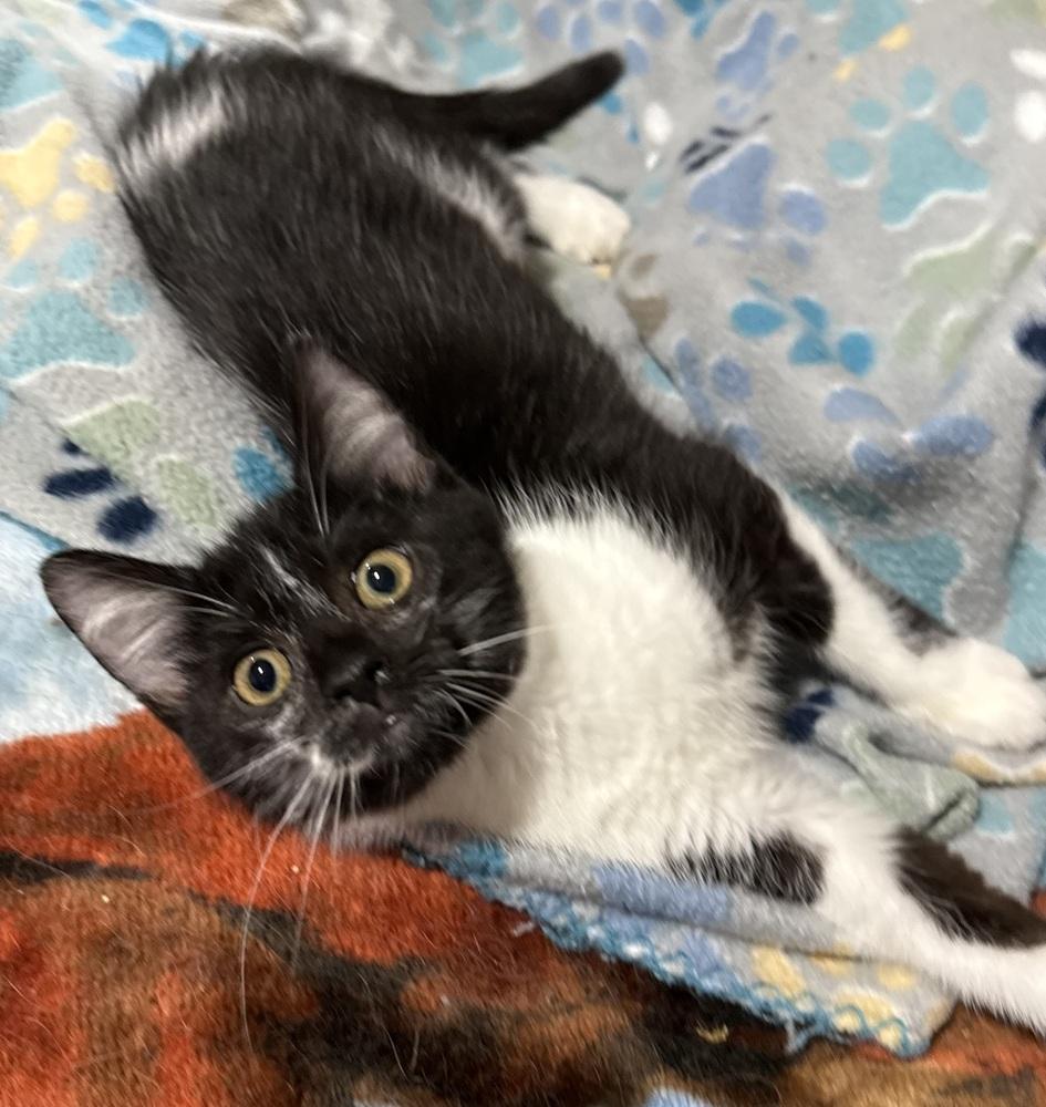Secret, a Adoptable mixed breed in Jackson, GA image 5/6