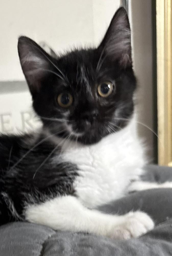 Secret, a Adoptable mixed breed in Jackson, GA image 6/6