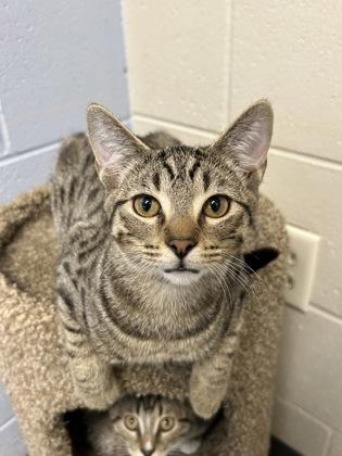 Muscat, adoptable, Kitten Male Domestic Short Hair.