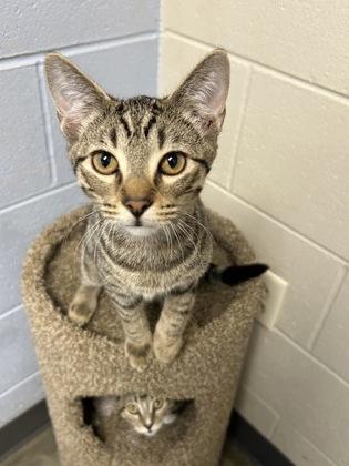 Enlarge Muscat, an adoptable mixed breed in DeKalb, IL image 2/2