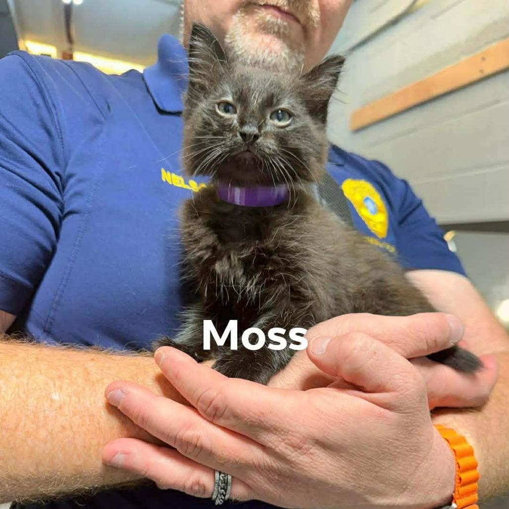 Enlarge Moss, a Adoptable Domestic Short Hair in Newcastle, OK image 1/1