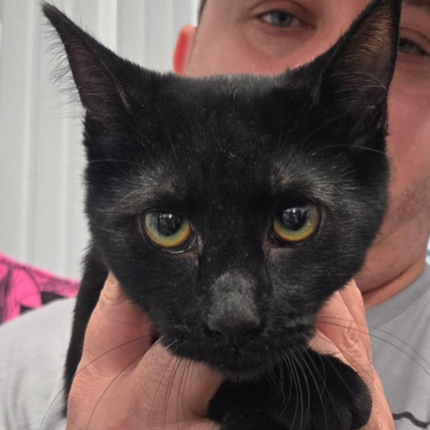 Enlarge Peanut, a Adoptable Domestic Short Hair in Corydon, IN image 1/1