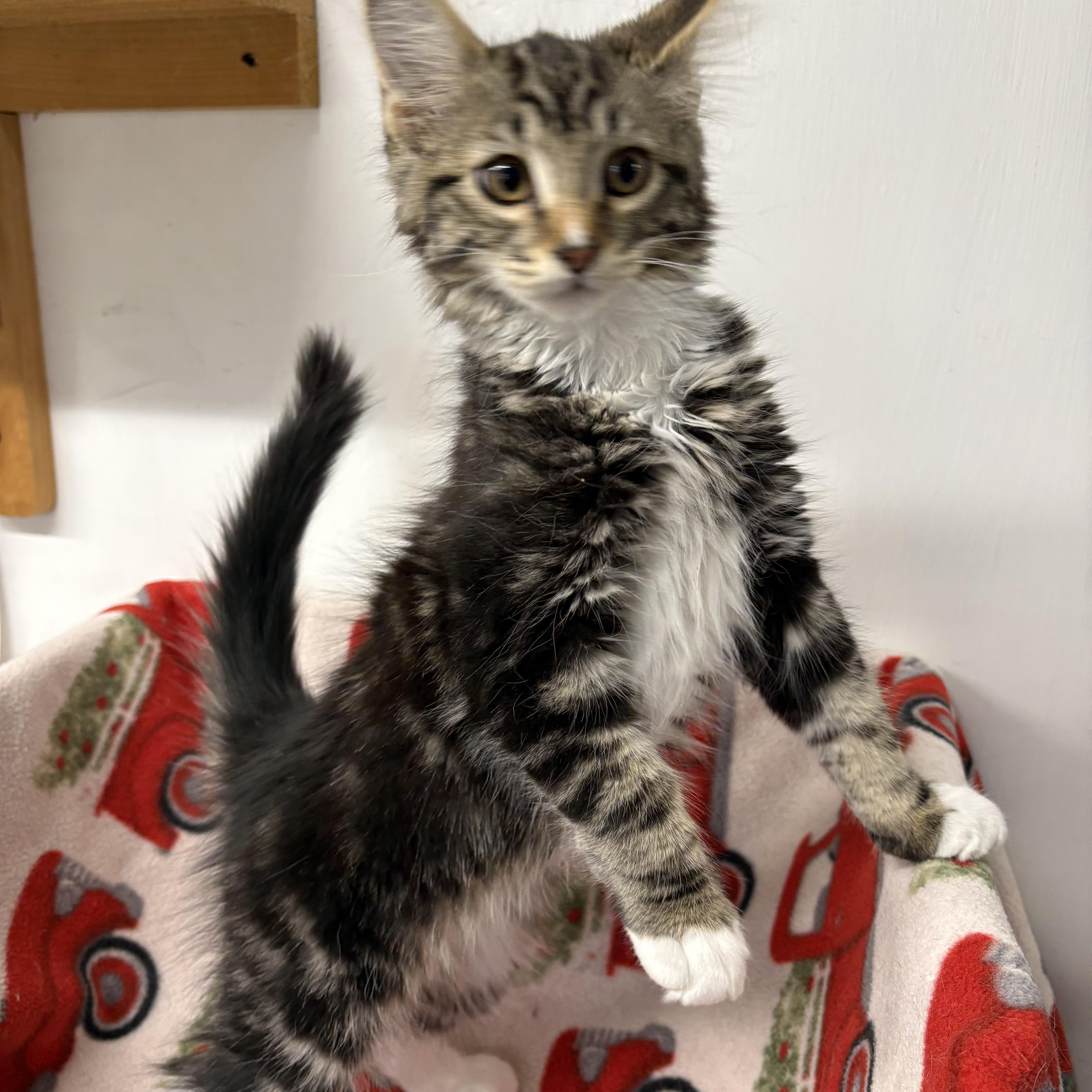 Enlarge Tibo*PENDING*, an adopted Domestic Medium Hair in Mansfield, CT image 1/2