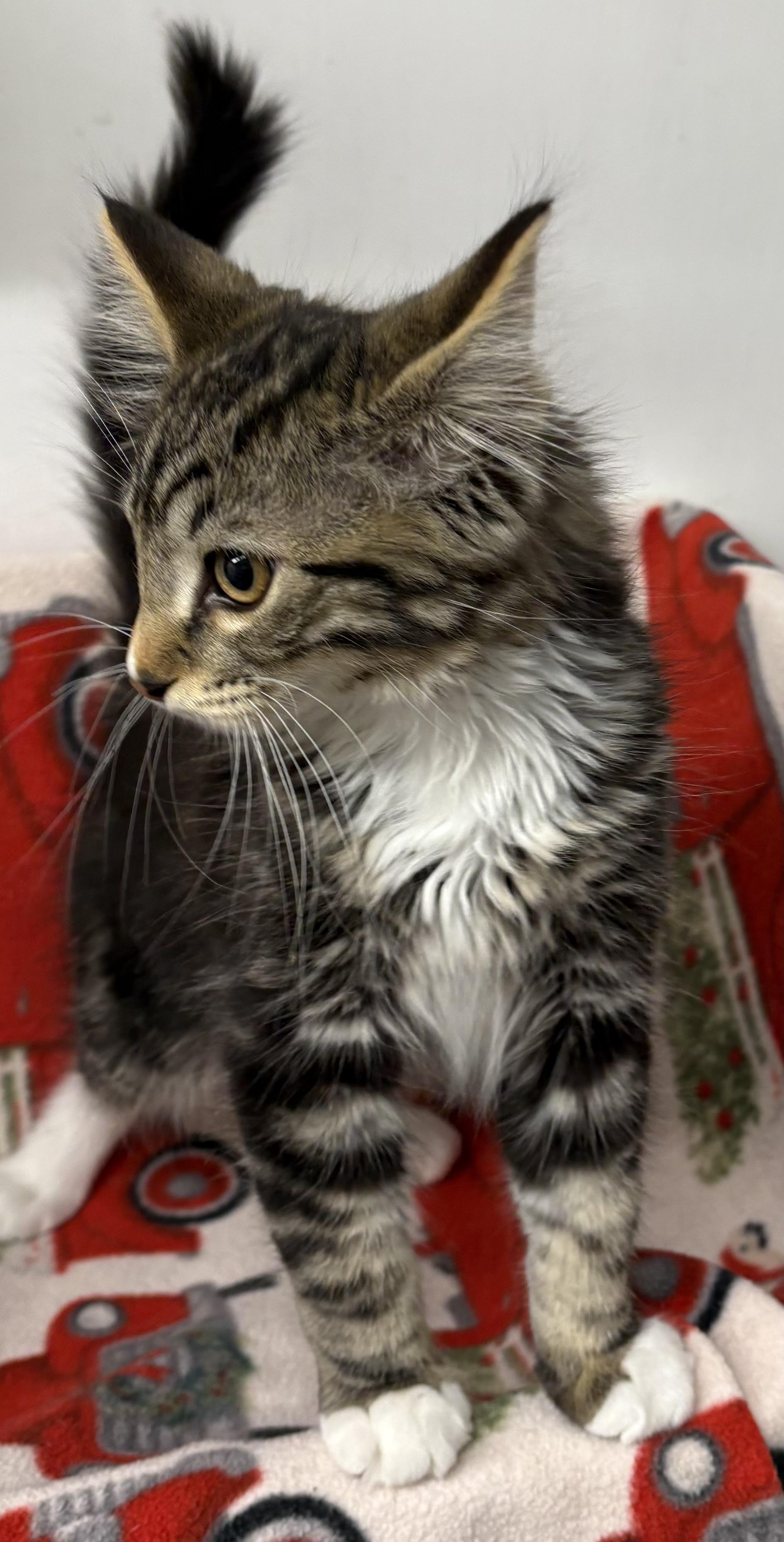 Enlarge Tibo*PENDING*, an adopted Domestic Medium Hair in Mansfield, CT image 2/2