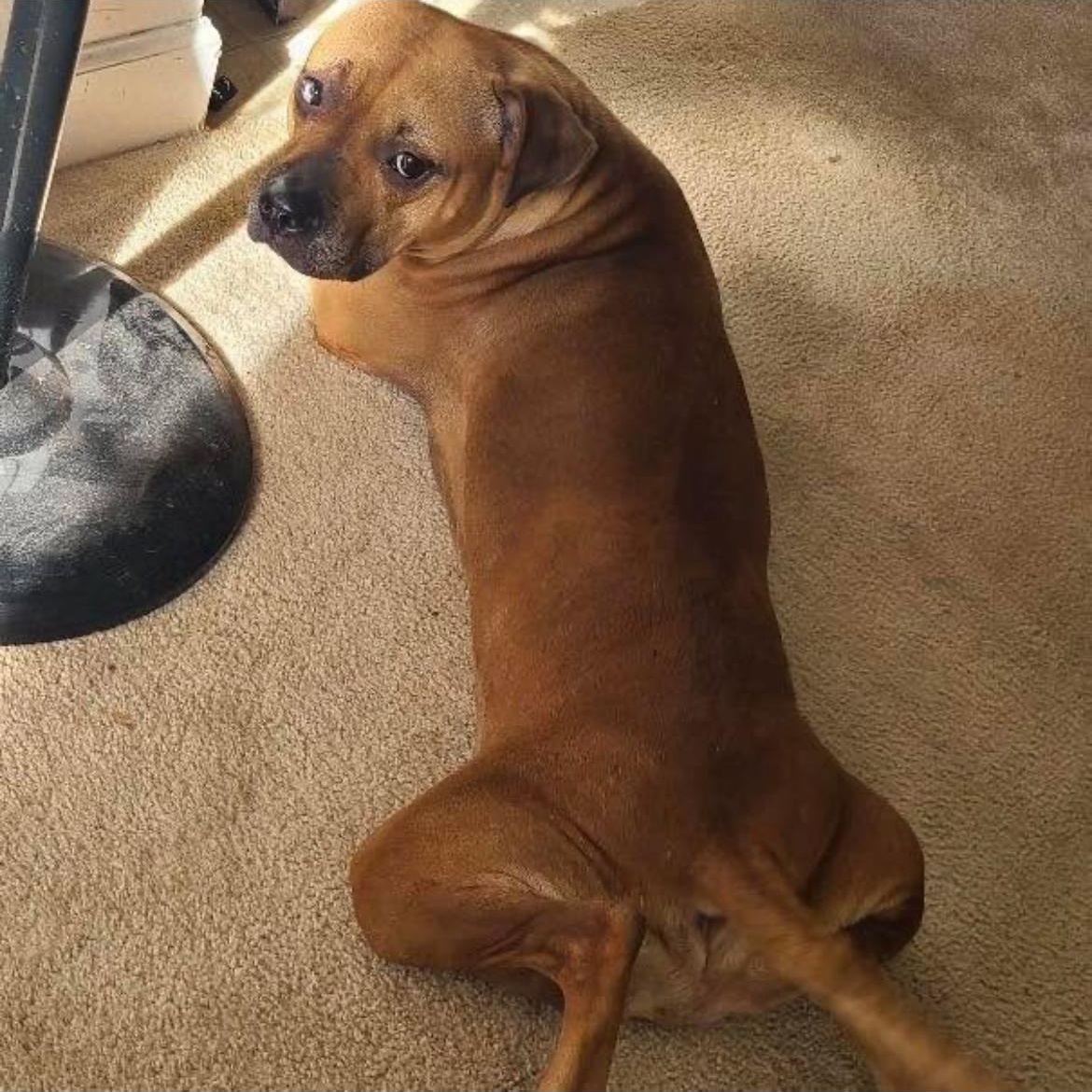 Sandy Rose, a Adoptable mixed breed in Kannapolis, NC image 2/4