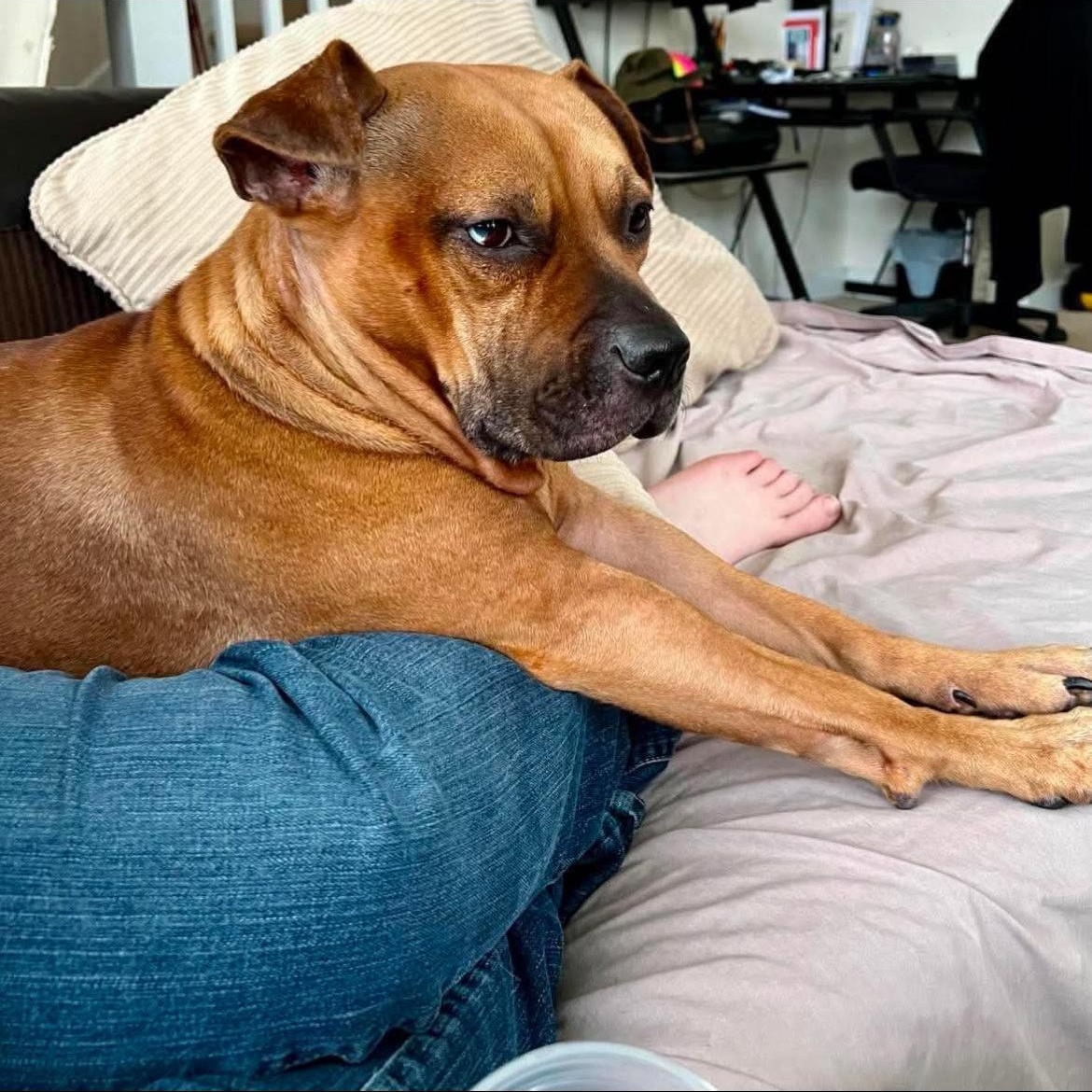 Sandy Rose, a Adoptable mixed breed in Kannapolis, NC image 3/4