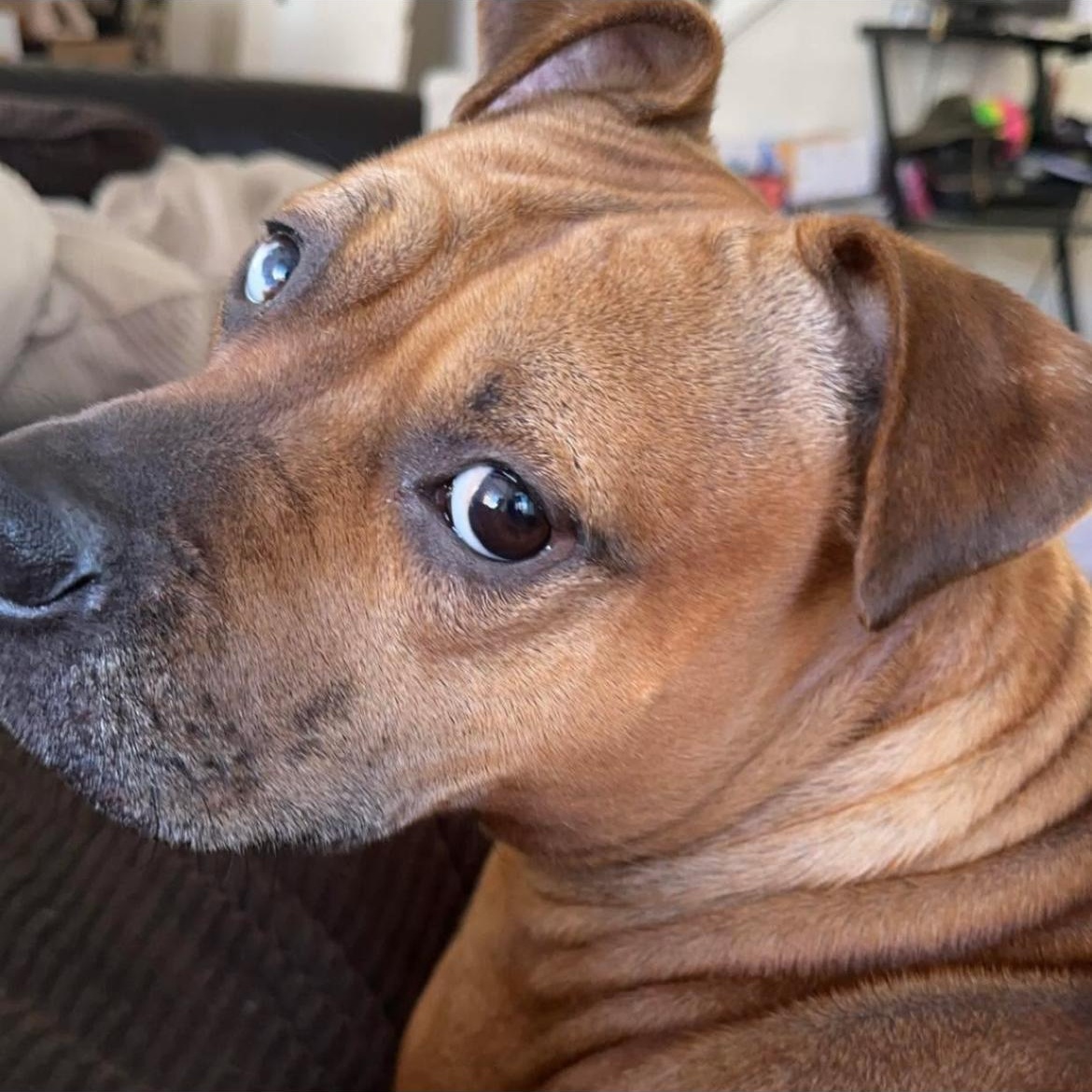 Sandy Rose, a Adoptable mixed breed in Kannapolis, NC image 1/4