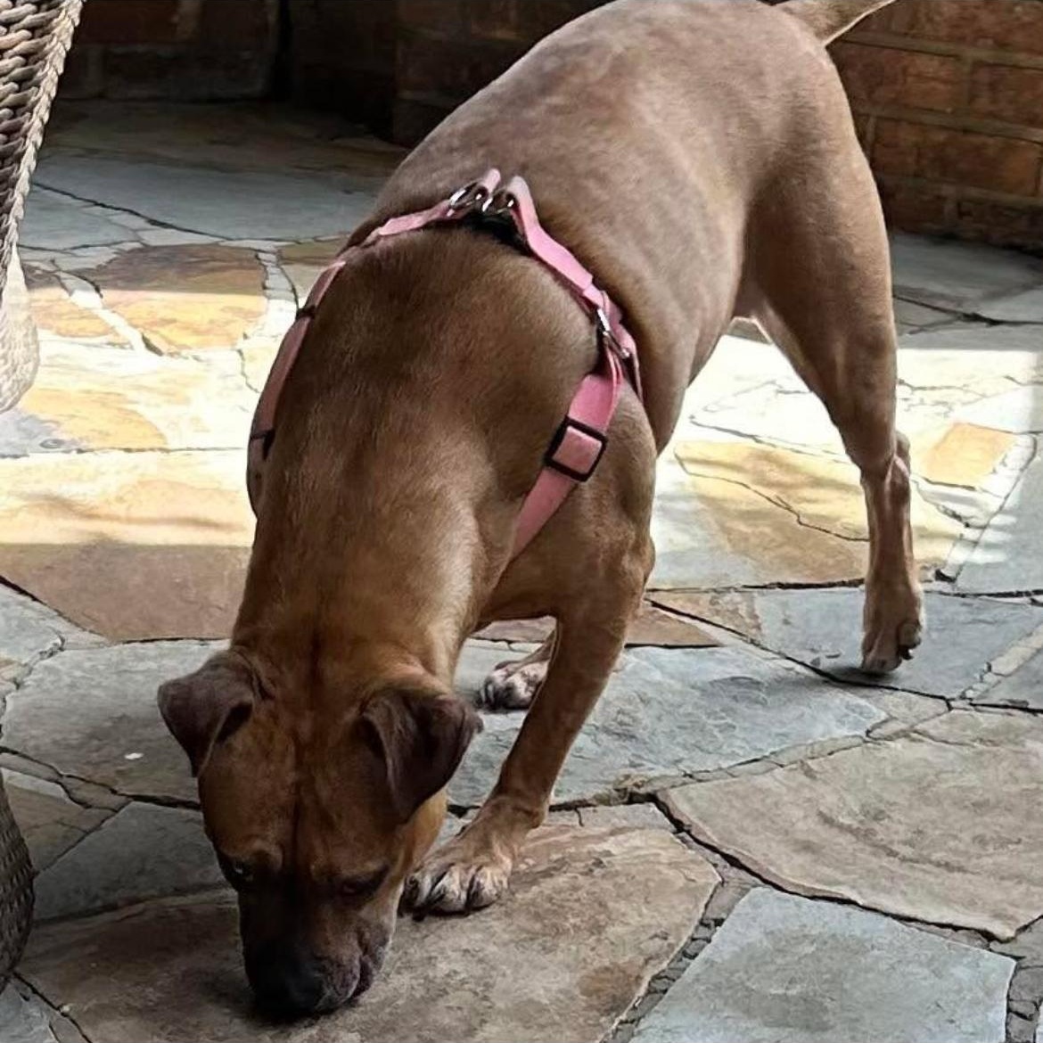 Sandy Rose, a Adoptable mixed breed in Kannapolis, NC image 4/4