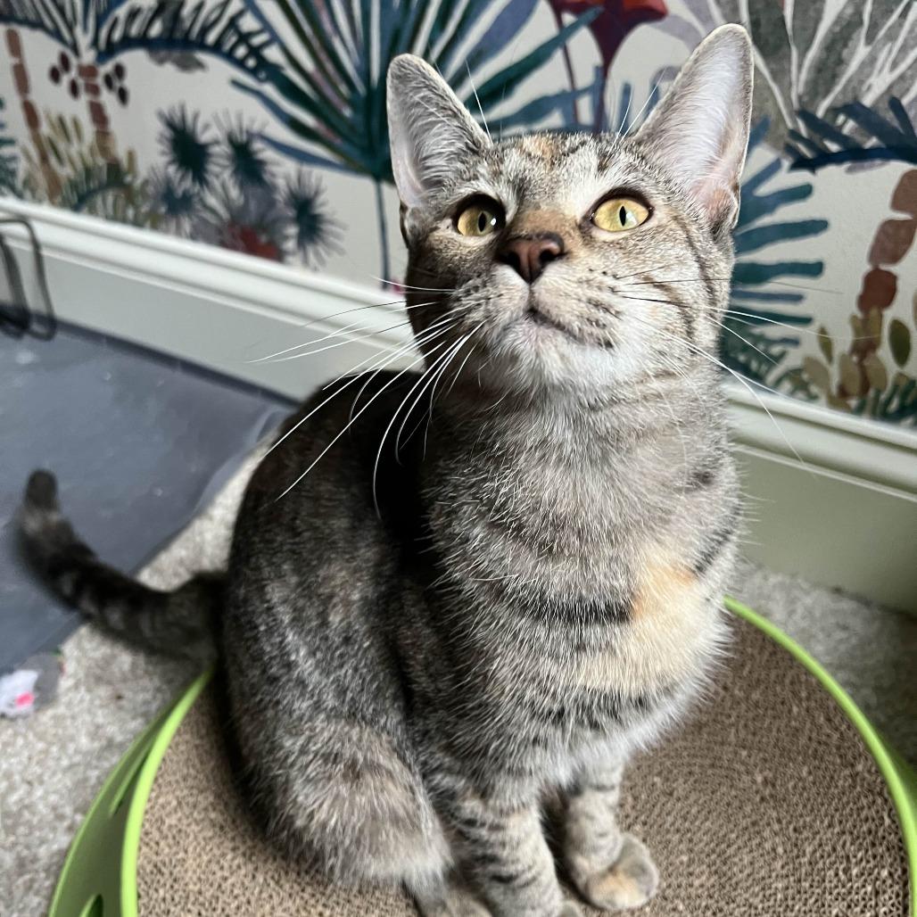 Mrs. Potato Head thumbnail 3