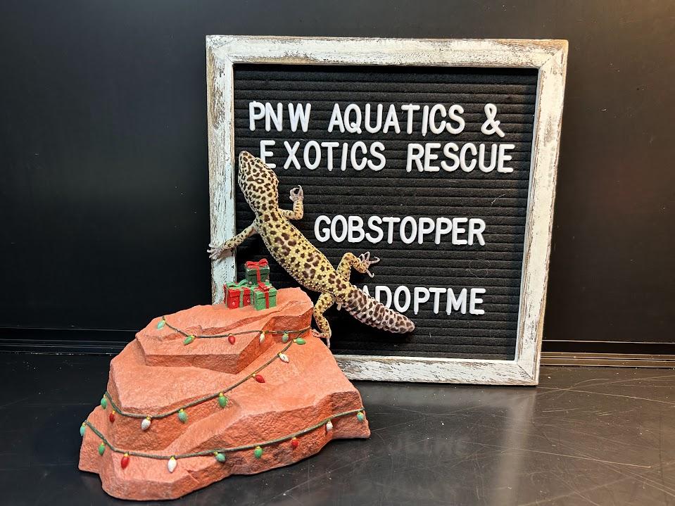 Gobstopper, a Adoptable Gecko in Tacoma, WA image 4/4