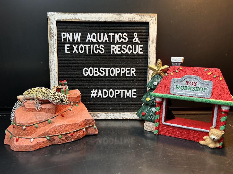 Gobstopper, a Adoptable Gecko in Tacoma, WA image 3/4