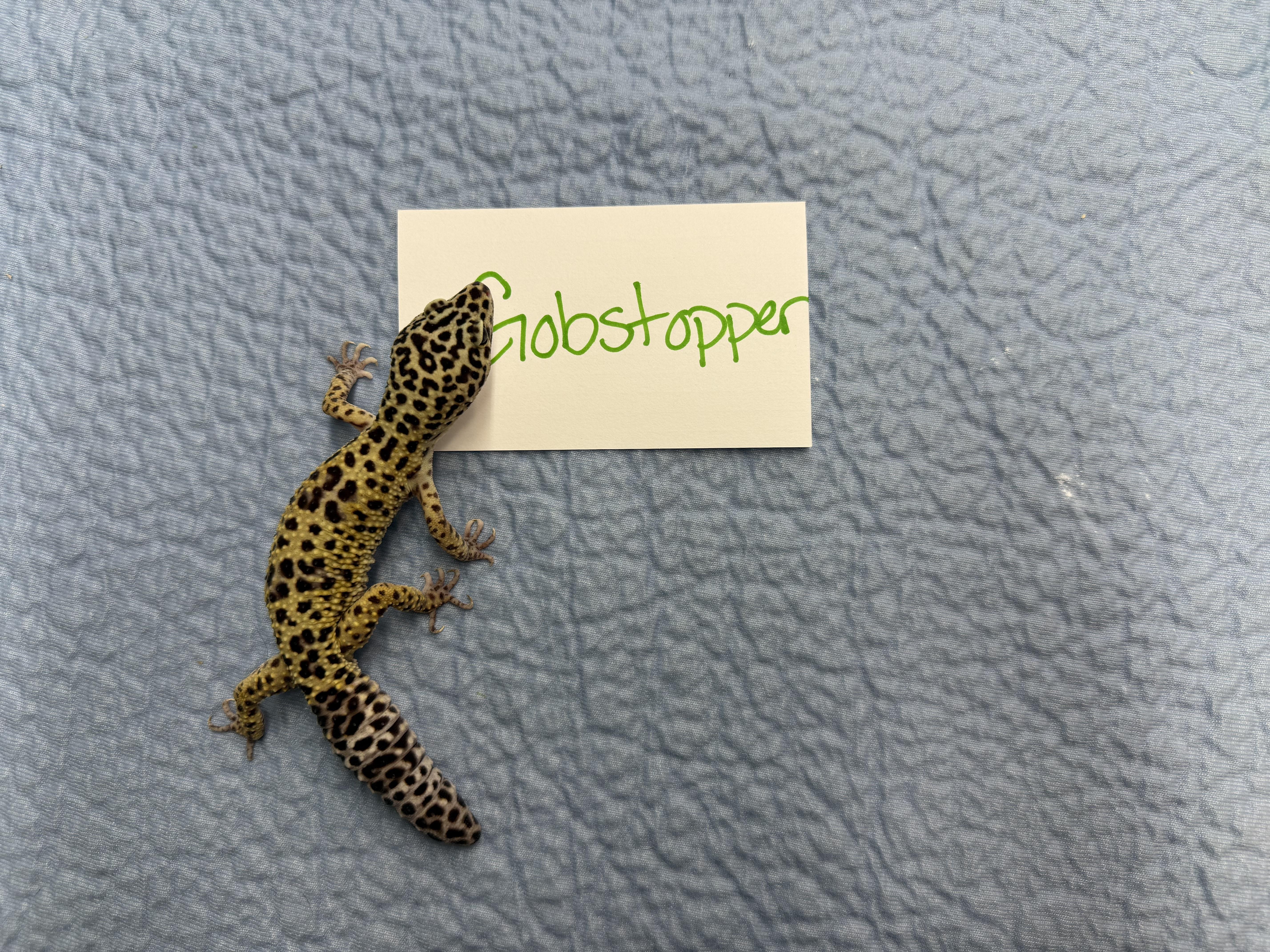 Gobstopper, a Adoptable Gecko in Tacoma, WA image 1/4