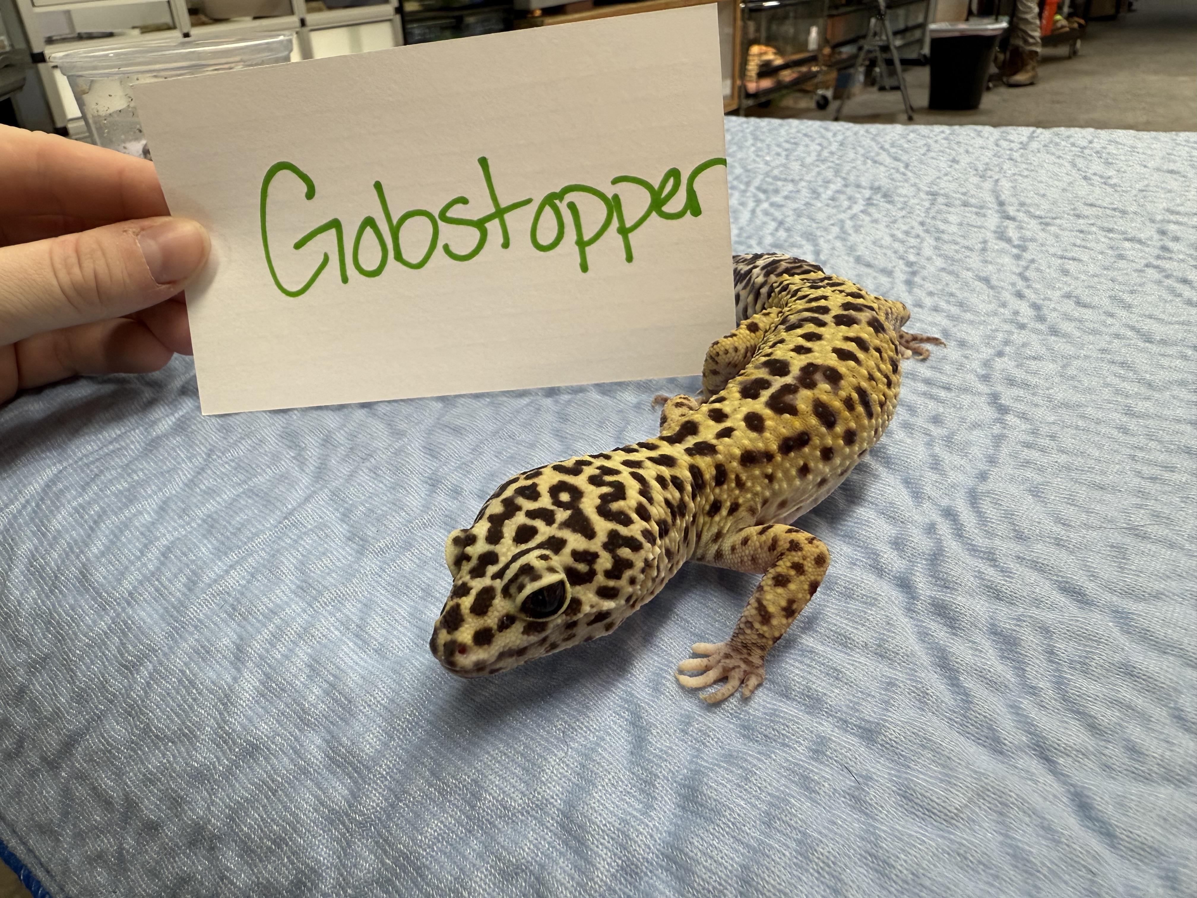 Gobstopper, a Adoptable Gecko in Tacoma, WA image 2/4