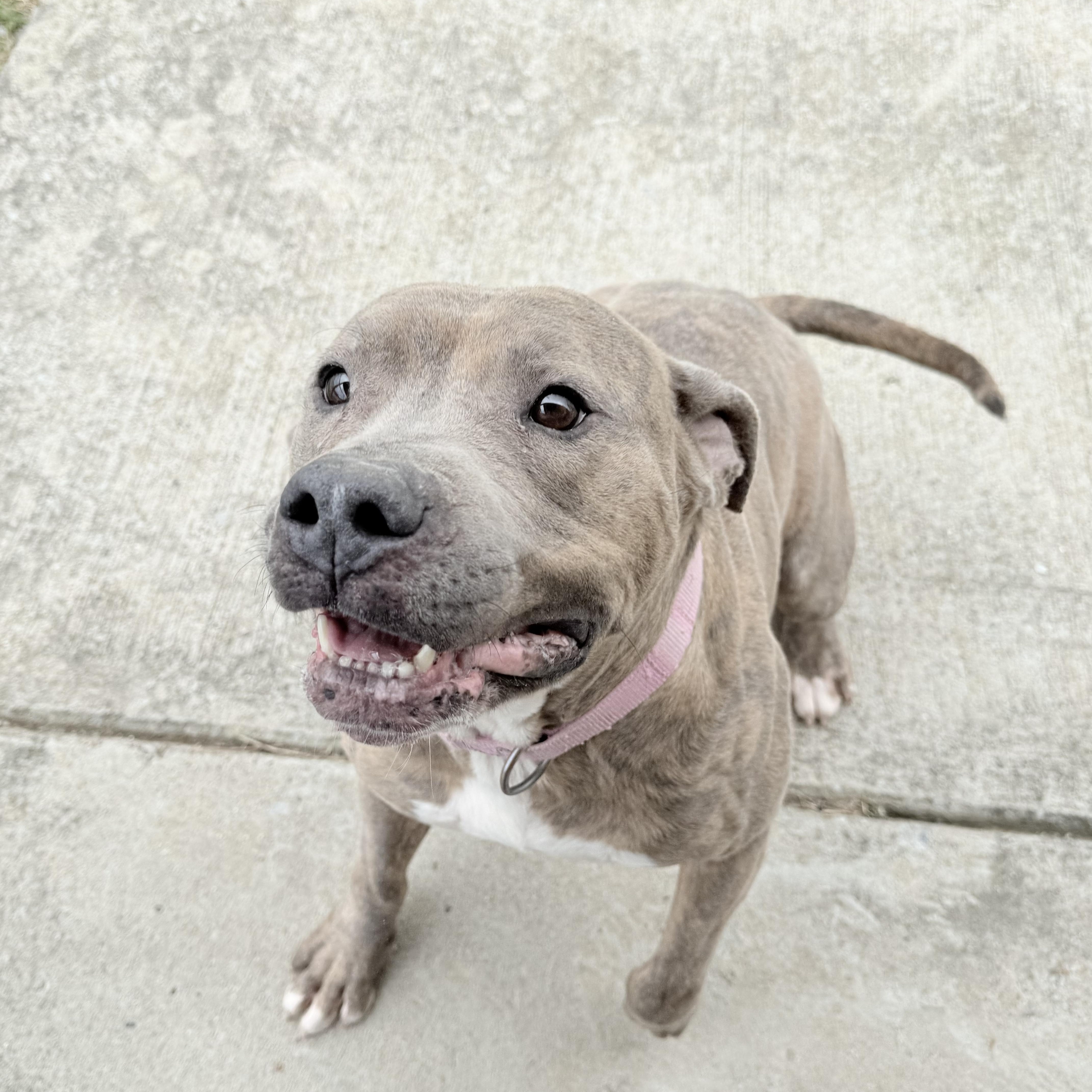 Coral, Adoptable, Young Female American Staffordshire Terrier.