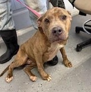 Enlarge Coral, a Adoptable mixed breed in Lewisburg, TN image 2/2