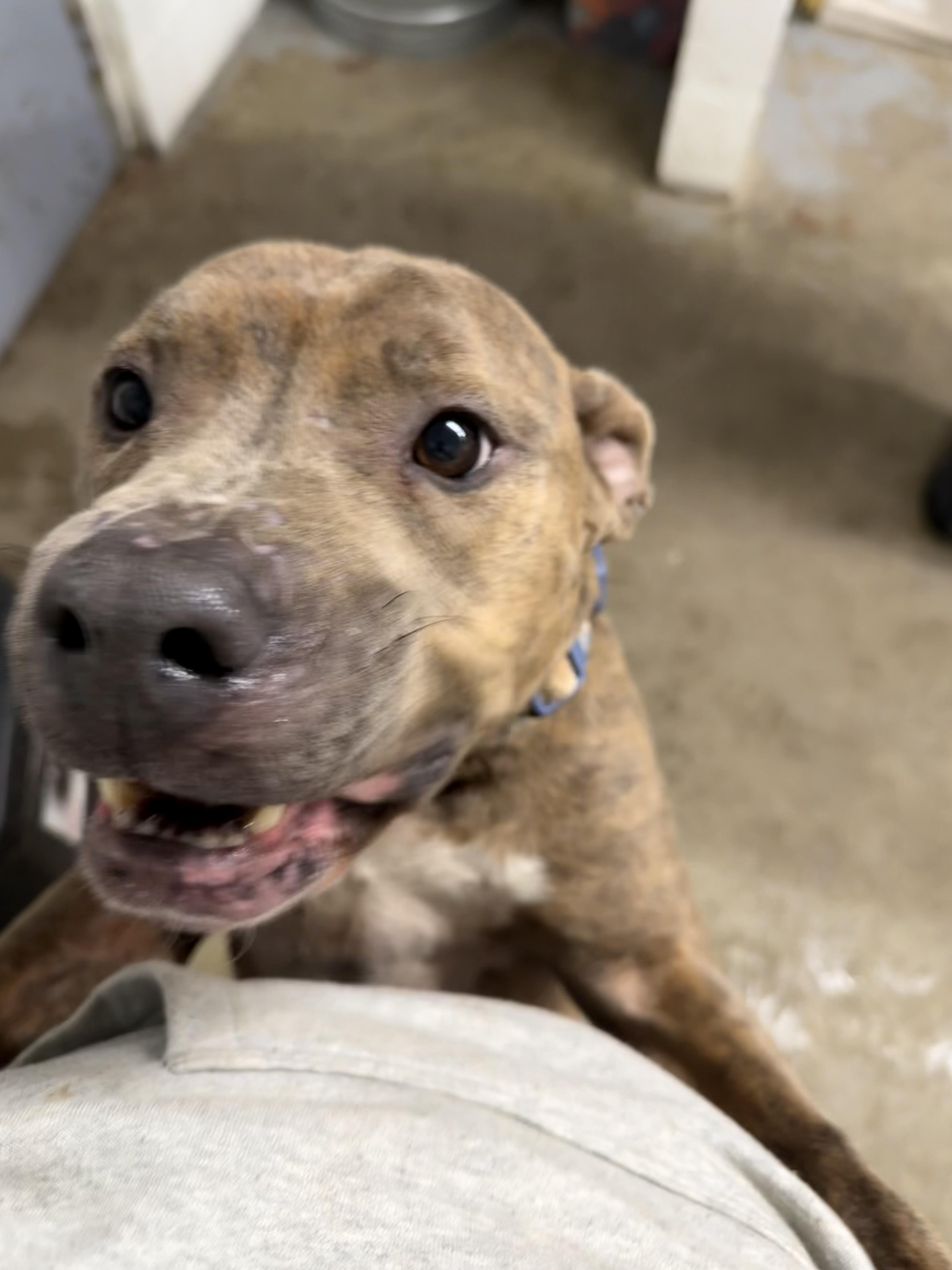 Coral, Adoptable, Young Female American Staffordshire Terrier.