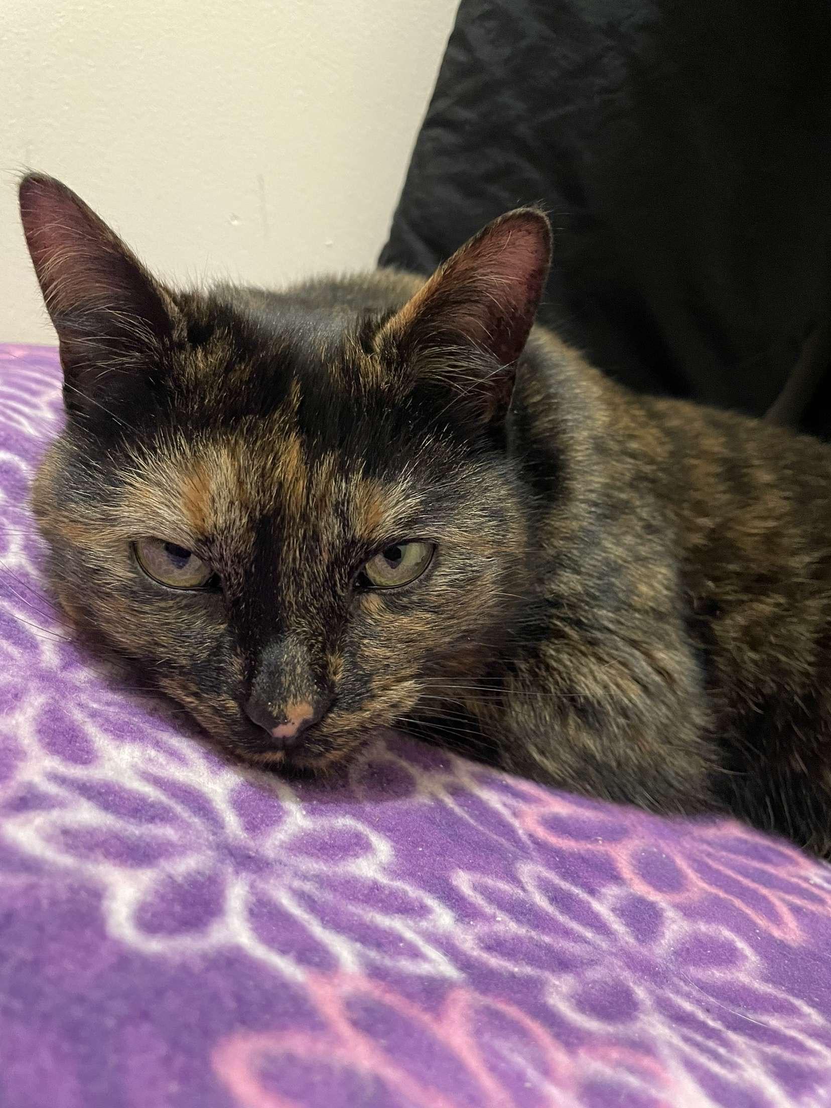 Enlarge Spooky, a ADOPTABLE Domestic Short Hair in Highland, IN image 2/2