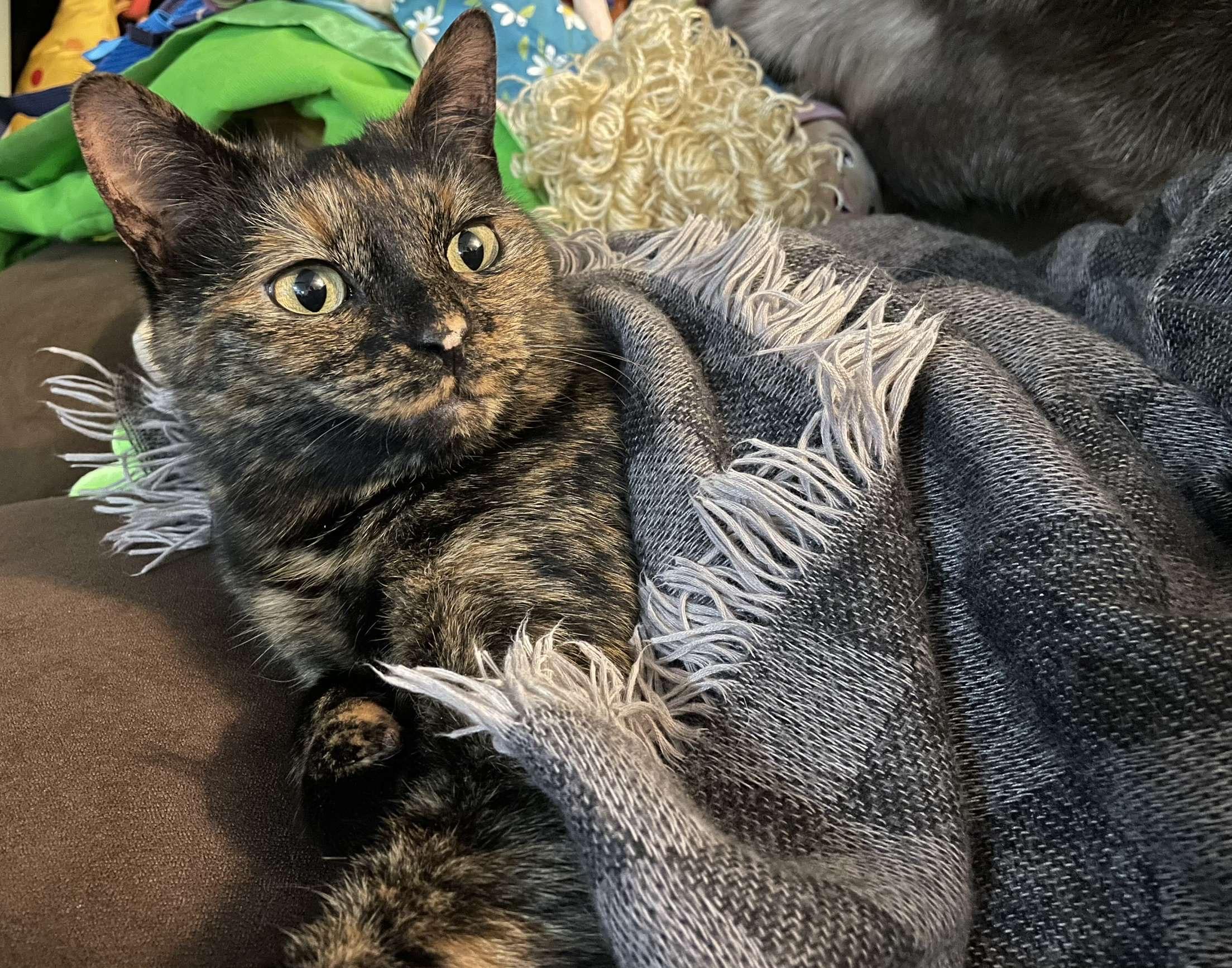 Enlarge Spooky, a ADOPTABLE Domestic Short Hair in Highland, IN image 1/2