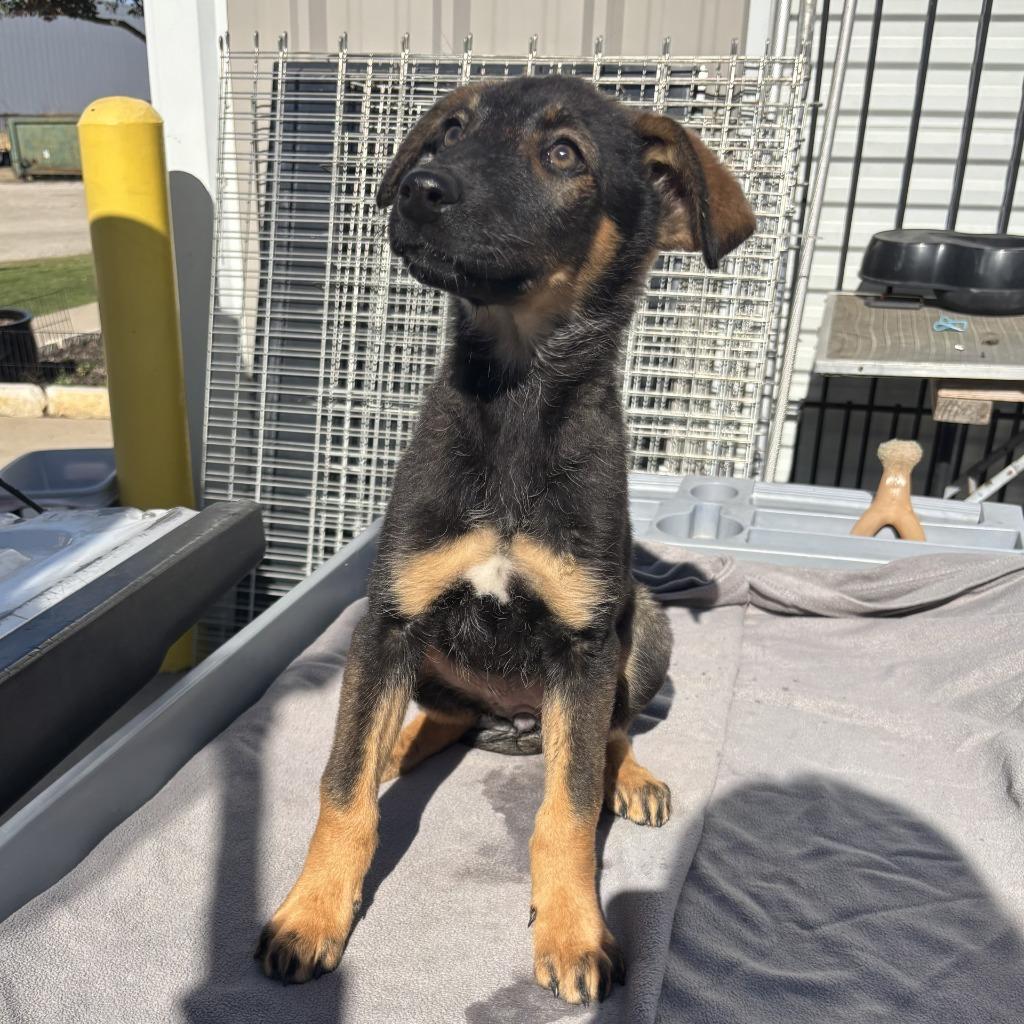 Enlarge Grace, a Adoptable mixed breed in Sunnyvale, TX image 1/1