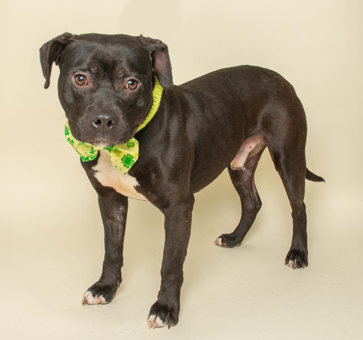 Tiny Tim, a Adoptable mixed breed in Wyandotte, MI image 2/3