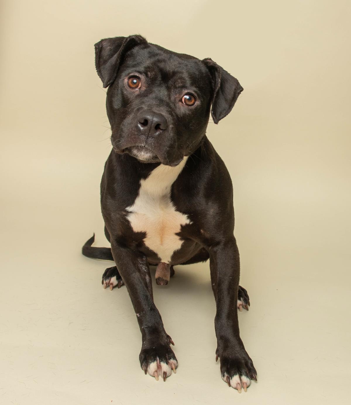 Tiny Tim, a Adoptable mixed breed in Wyandotte, MI image 3/3