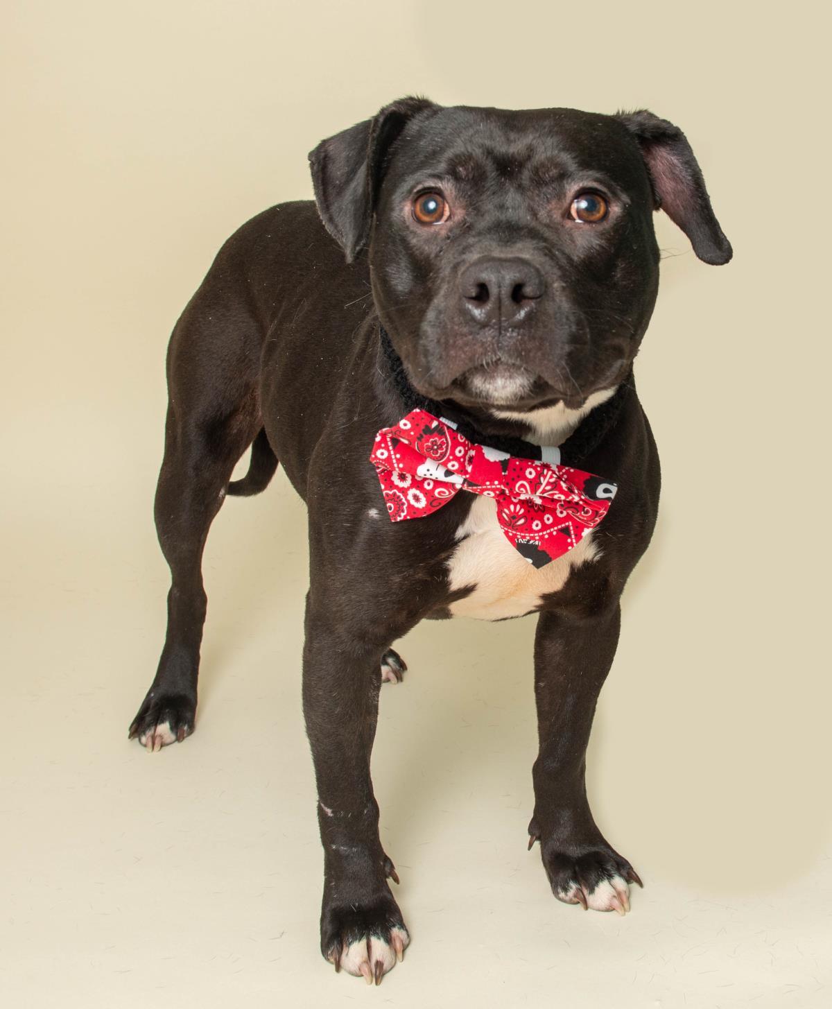Enlarge Tiny Tim, a Adoptable mixed breed in Wyandotte, MI image 1/1