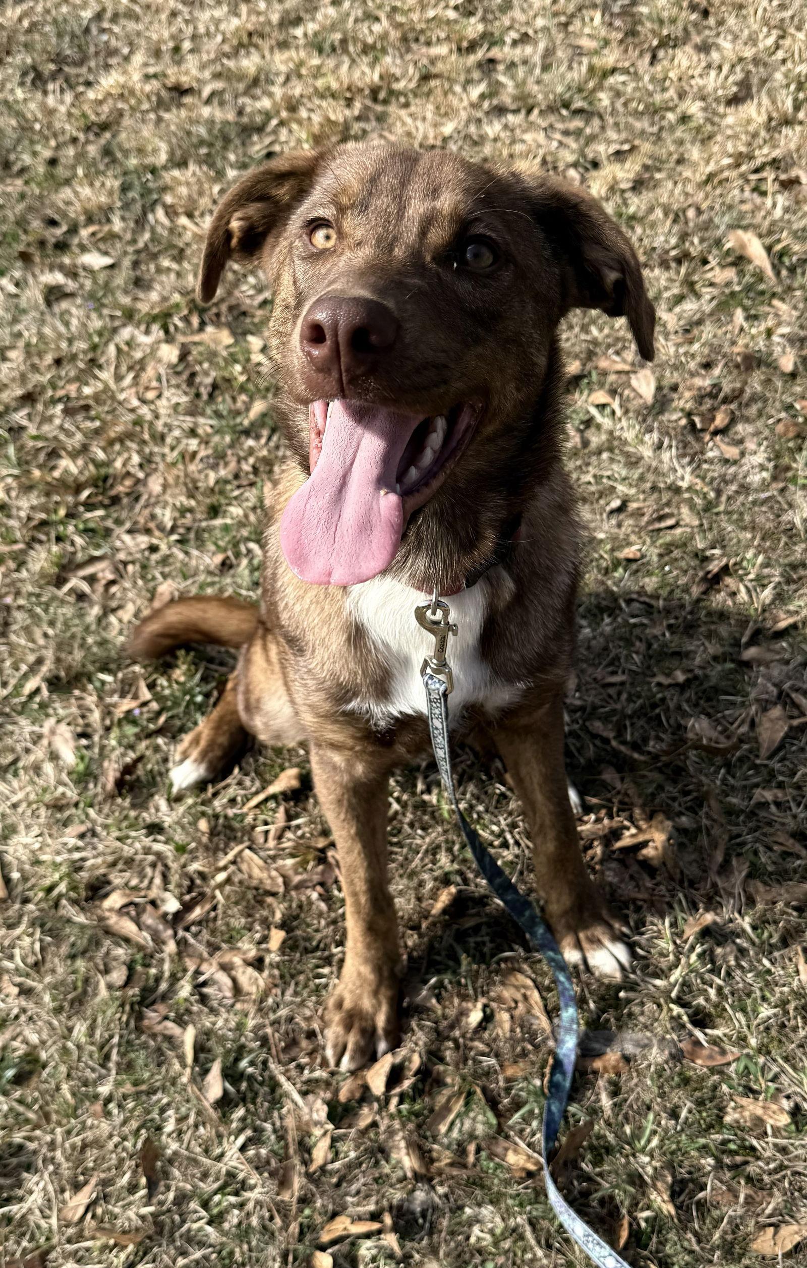 Enlarge Ellie, a Adoptable mixed breed in Attalla, AL image 3/3