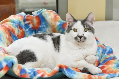 Hips, Adoptable, Adult Male Domestic Medium Hair & Domestic Short Hair.