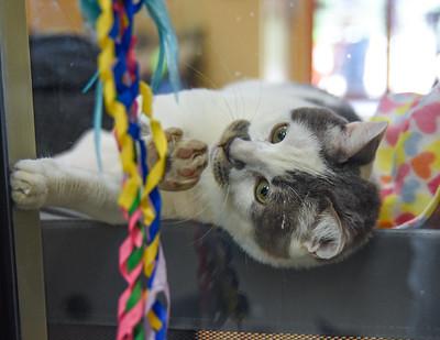 Enlarge Hips, a Adoptable mixed breed in Ringoes, NJ image 2/3