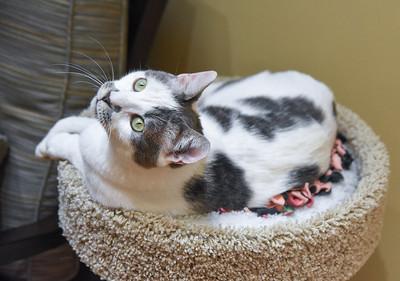 Enlarge Hips, a Adoptable mixed breed in Ringoes, NJ image 3/3