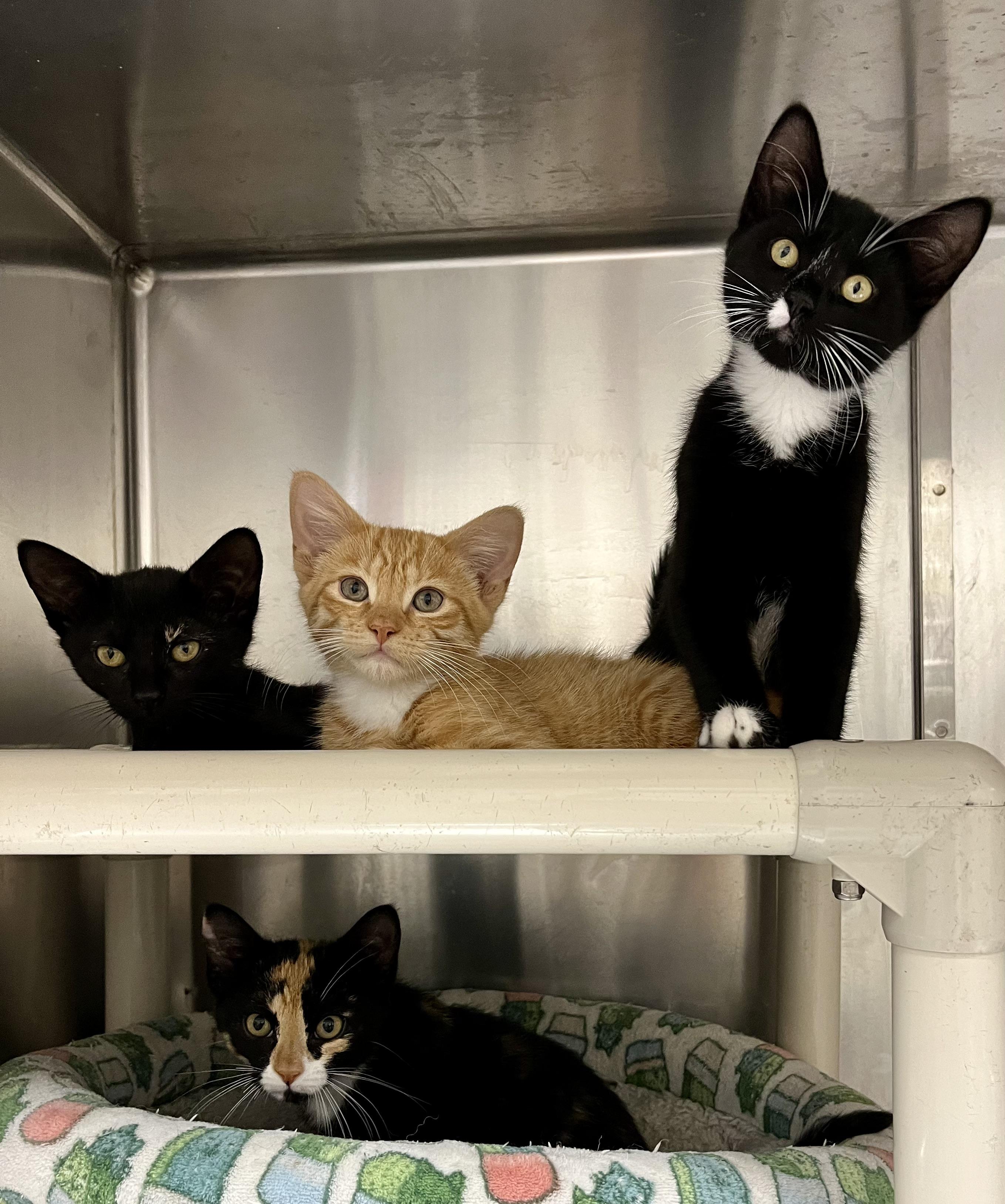 The Coffee Shop Kittens, ADOPTABLE, Kitten Female Calico & Tortoiseshell.