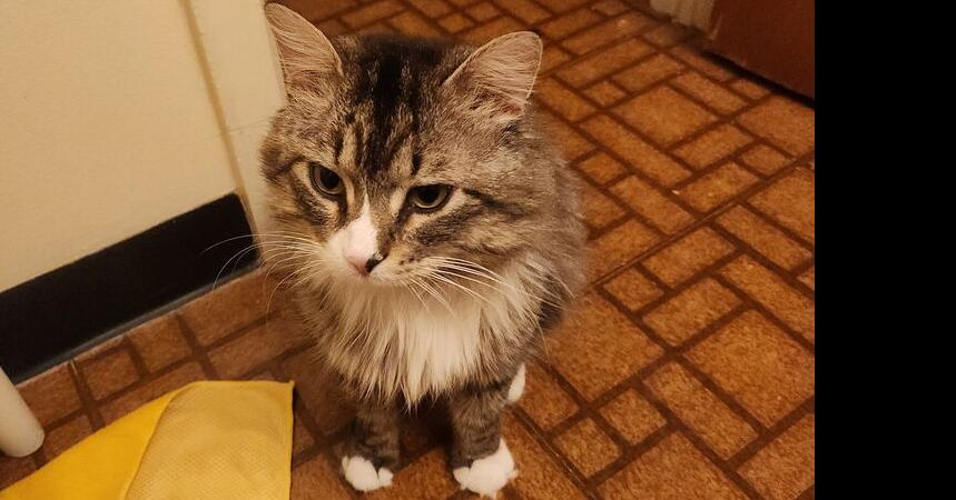 Lucifer Rosenthal TNR, a Adoptable Domestic Long Hair in Peoria, IL image 1/2