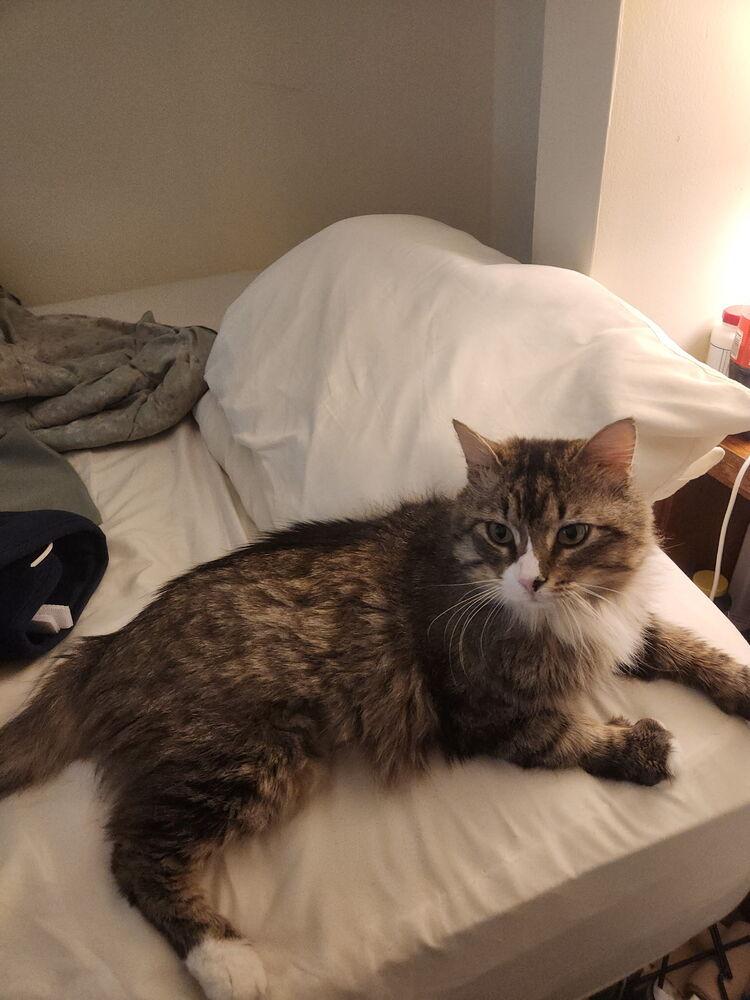 Lucifer Rosenthal TNR, a Adoptable Domestic Long Hair in Peoria, IL image 2/2