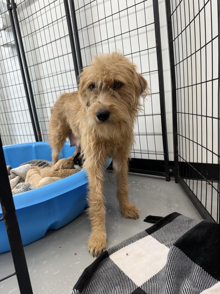 Gamora, Adoptable, Adult Female Wheaten Terrier & Mixed Breed.