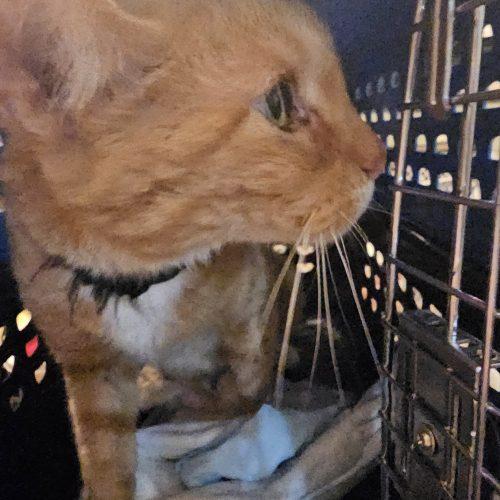 Katakis Mushroom, Adoptable, Kitten Male Maine Coon & Domestic Short Hair.