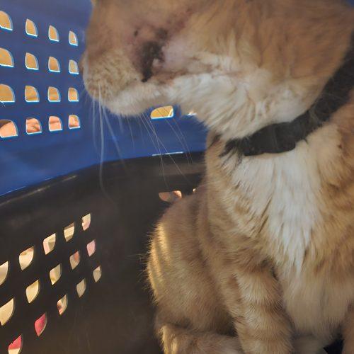 Enlarge Katakis Mushroom, a Adoptable mixed breed in Biloxi, MS image 2/5