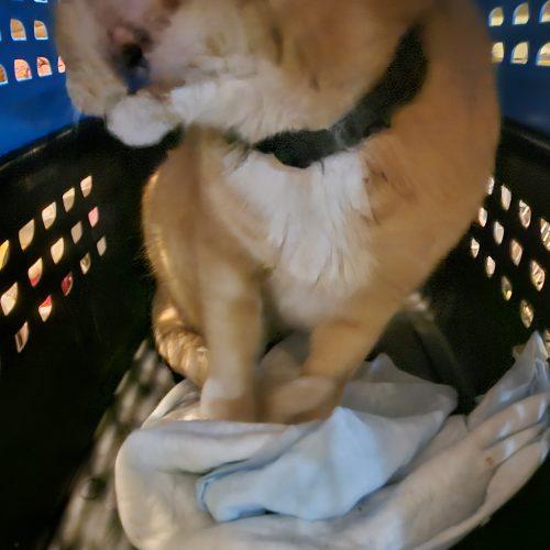 Enlarge Katakis Mushroom, a Adoptable mixed breed in Biloxi, MS image 3/5