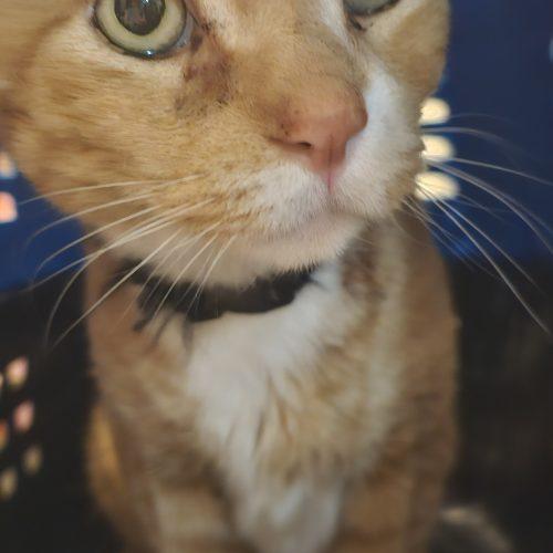 Enlarge Katakis Mushroom, a Adoptable mixed breed in Biloxi, MS image 5/5